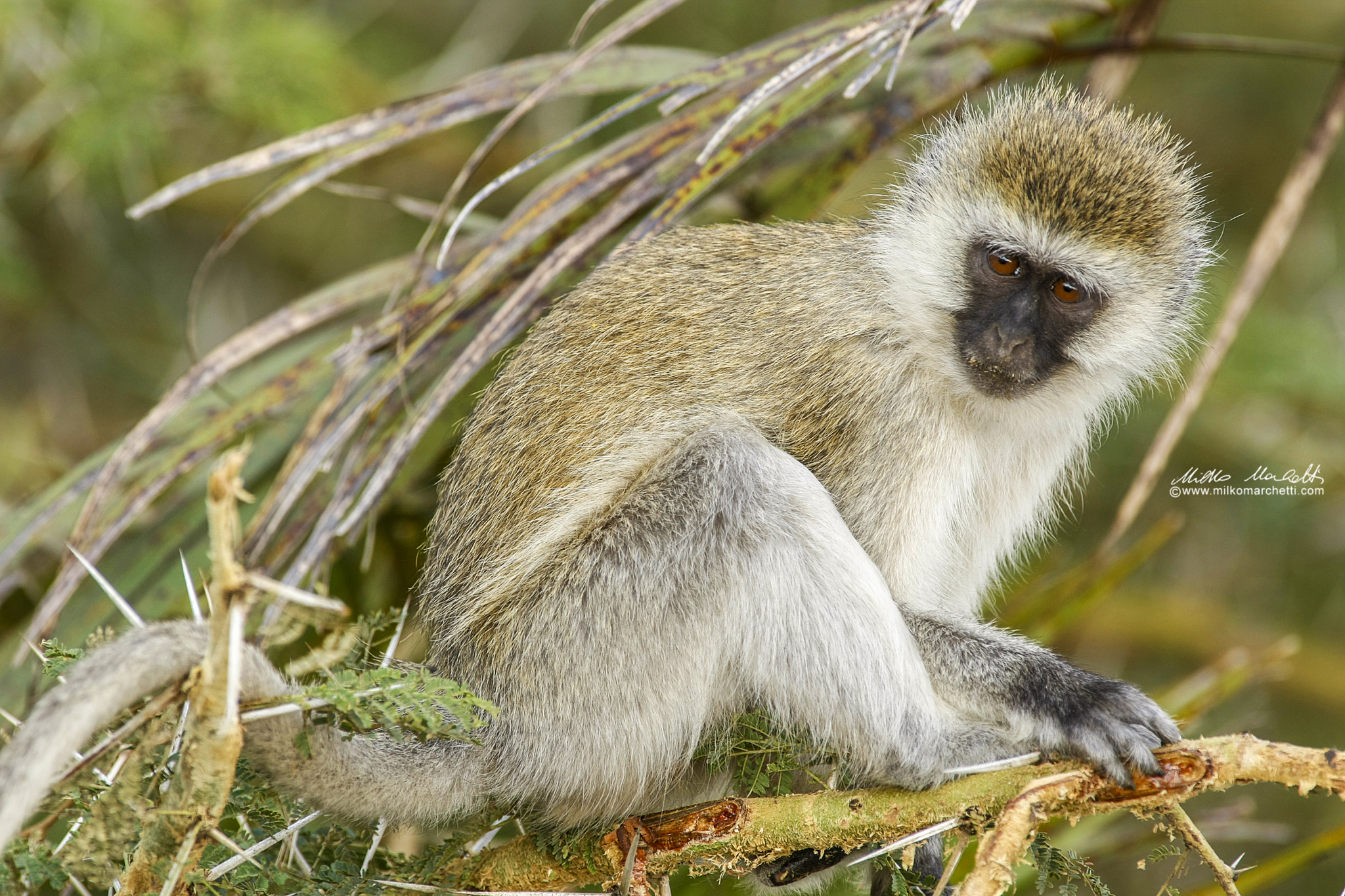 Canon EF 300mm f/2.8L sample photo. Monkey photography