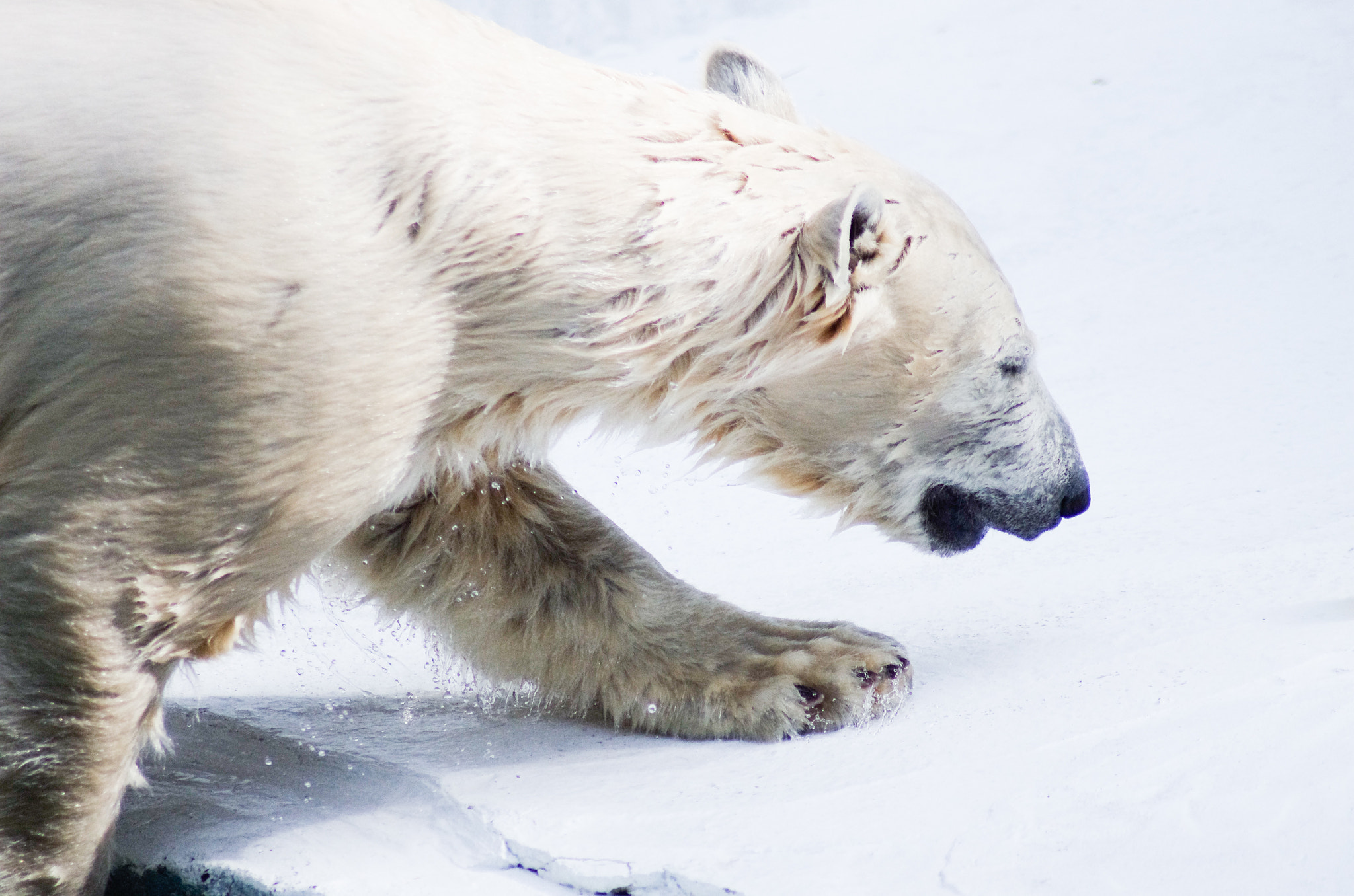 Tamron AF 70-300mm F4-5.6 Di LD Macro sample photo. Polar bear photography
