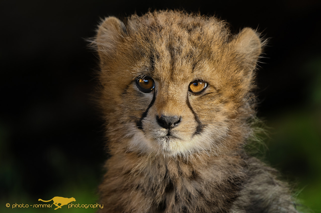 Canon EF 300mm F2.8L IS USM sample photo. Cheetah cub photography