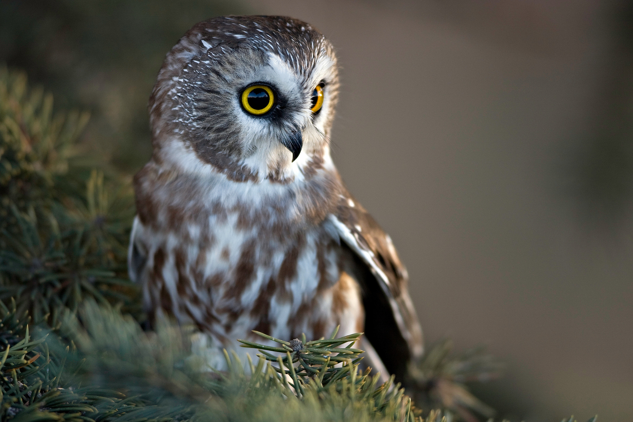 Canon EOS 40D + Canon EF 300mm F2.8L IS USM sample photo. Saw-whet owl photography