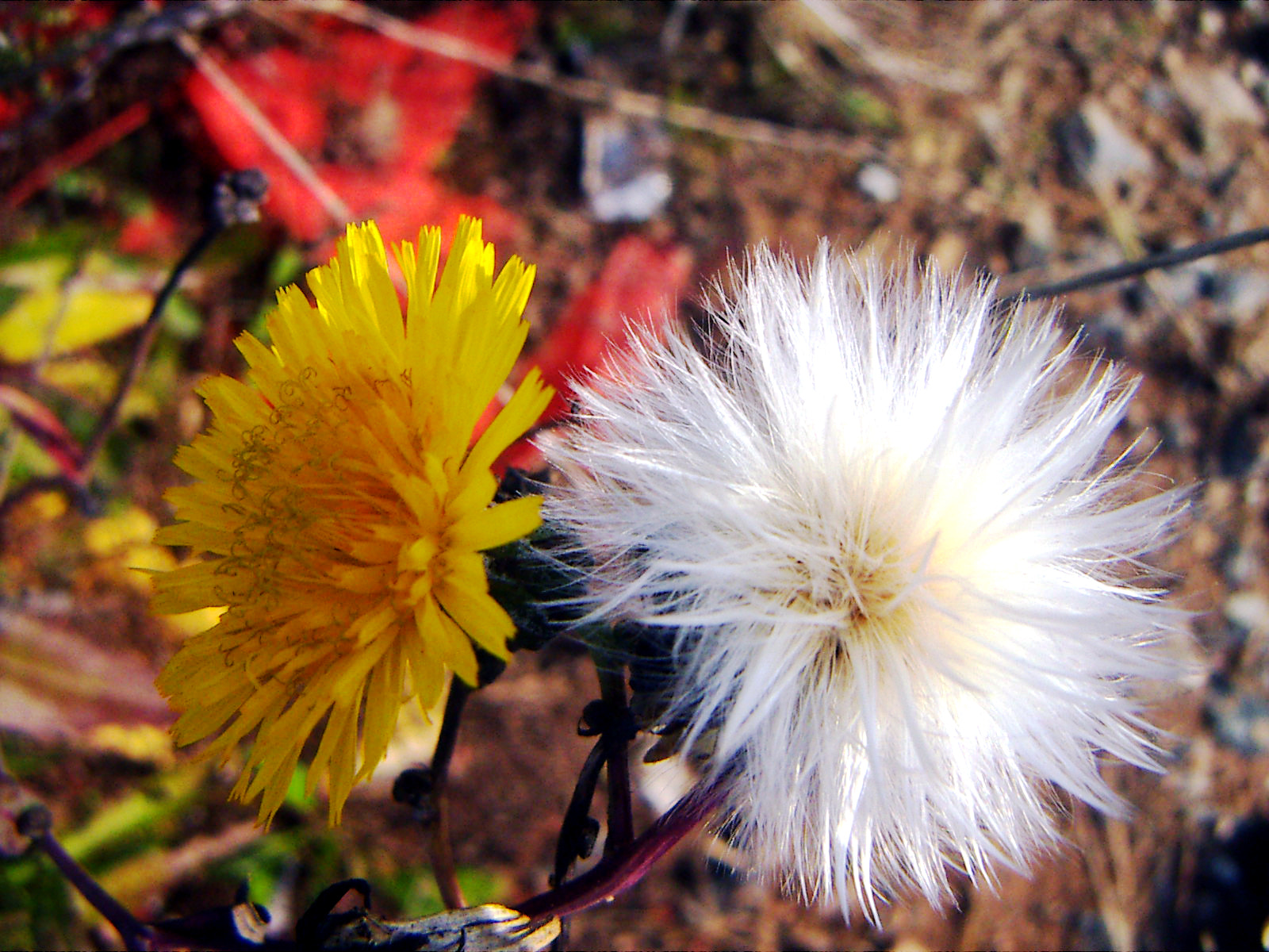 KONICA MINOLTA DiMAGE X21 sample photo. Lock photography