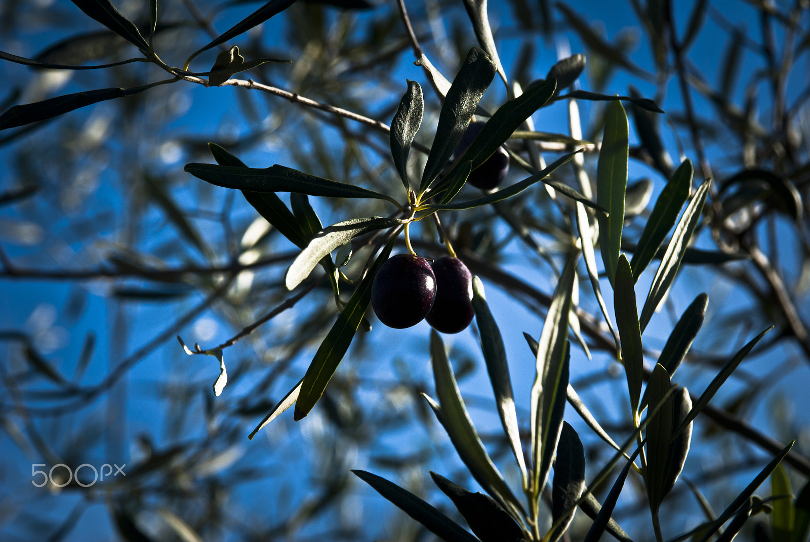 Nikon AF-S Nikkor 28-70mm F2.8 ED-IF sample photo. Olives ... photography
