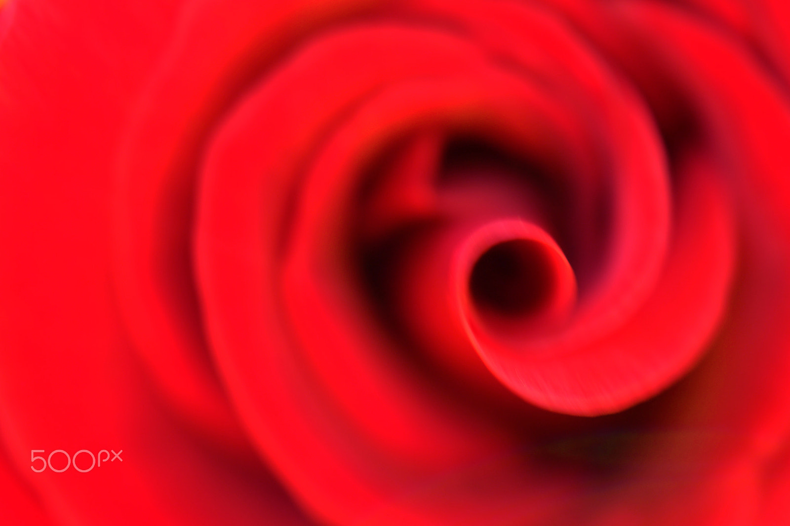 Nikon D3100 + Sigma 24-60mm F2.8 EX DG sample photo. Abstract rose photography