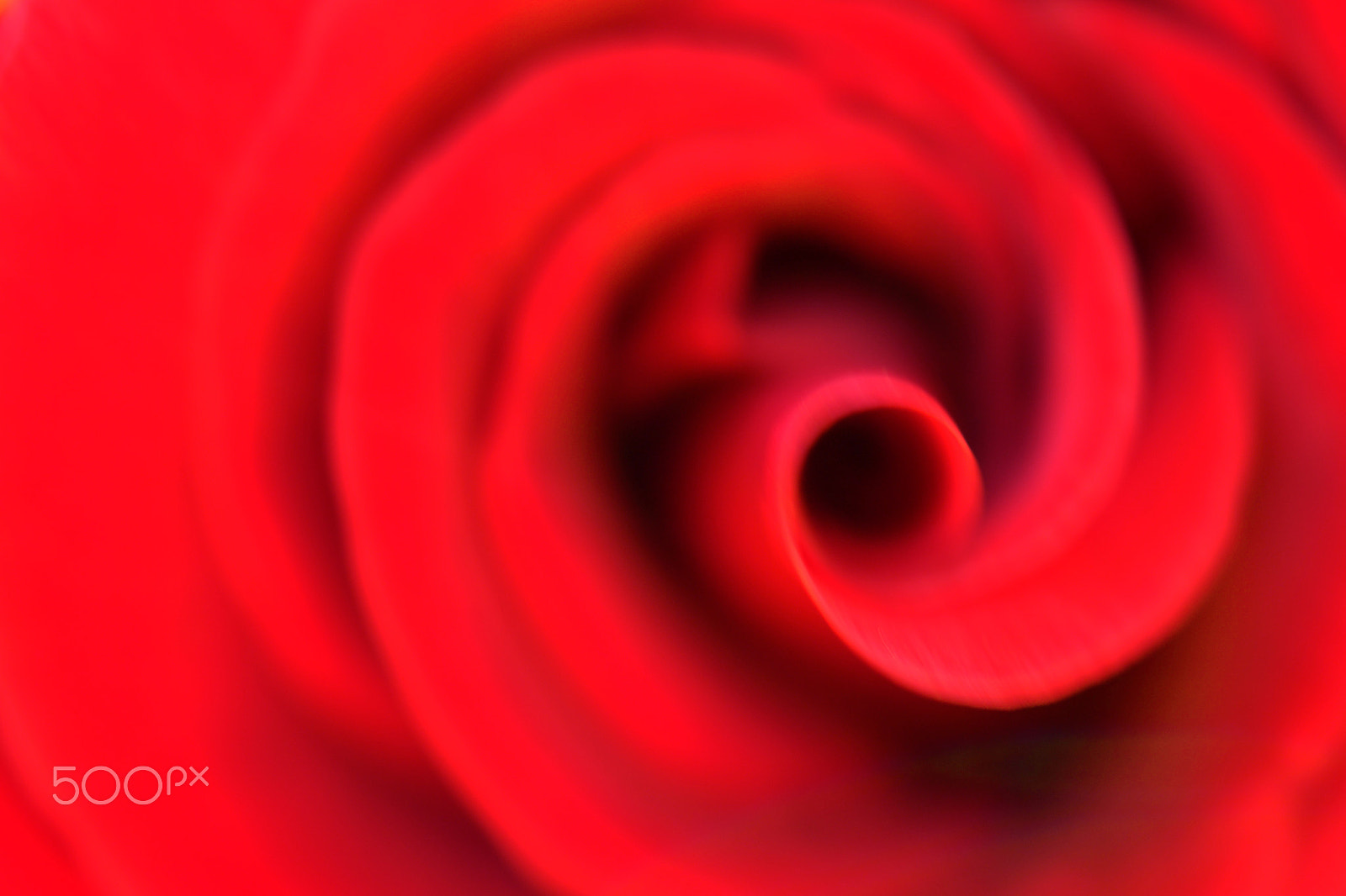 Nikon D3100 + Sigma 24-60mm F2.8 EX DG sample photo. Abstract rose photography