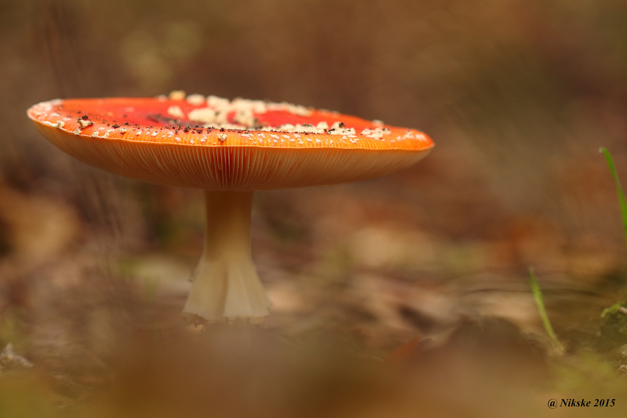 Canon EOS 700D (EOS Rebel T5i / EOS Kiss X7i) + Canon EF 100mm F2.8 Macro USM sample photo. Vliegenzwam / fly agaric photography