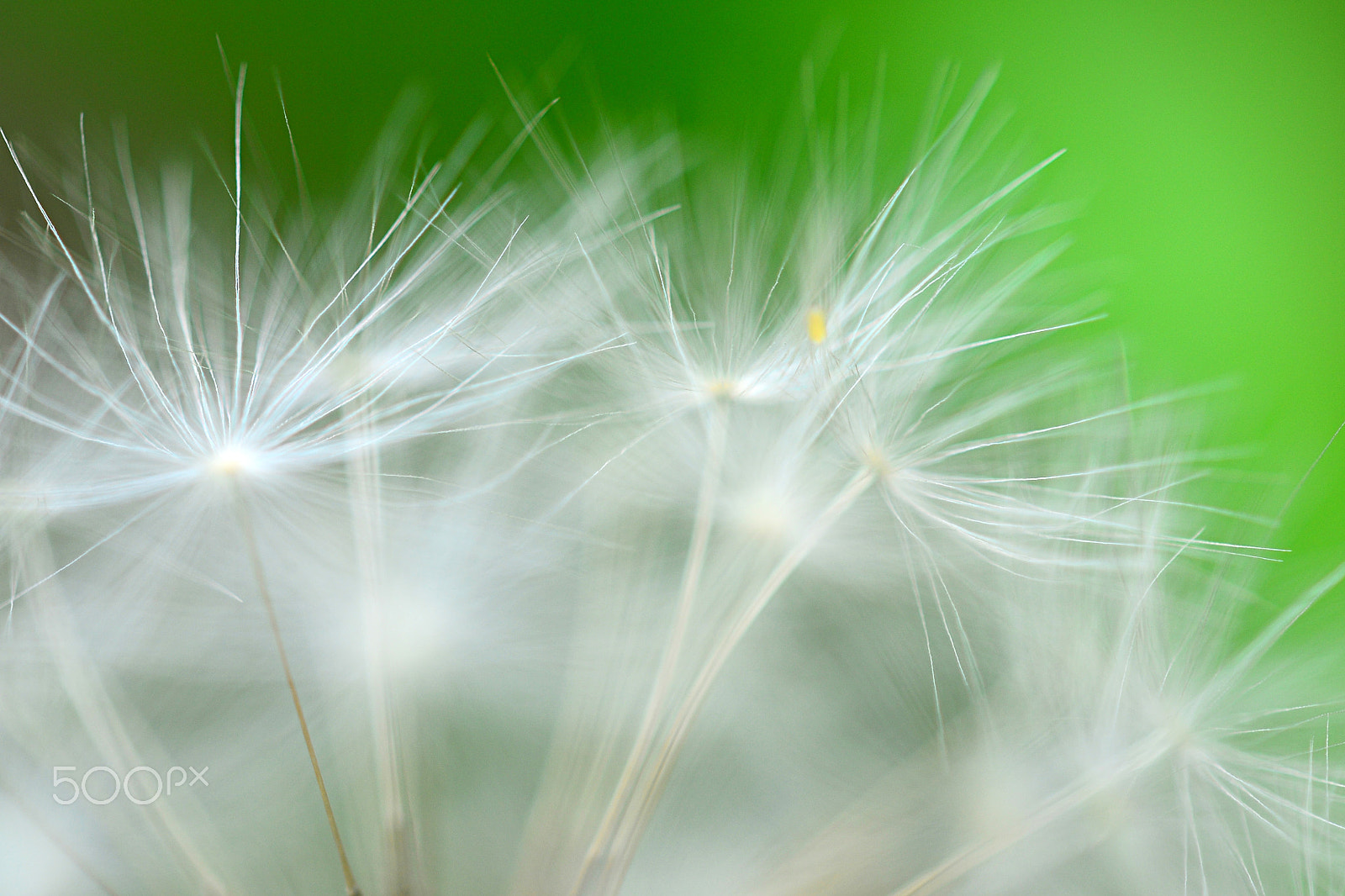 Nikon D3100 + Nikon AF Nikkor 14mm F2.8D ED sample photo. Dandelion photography