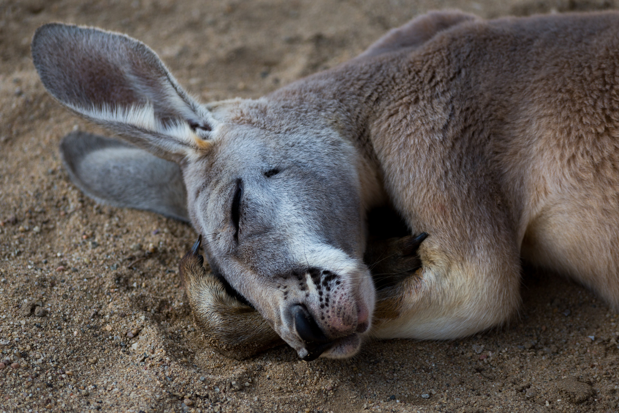 Sigma 70-300mm F4-5.6 APO DG Macro sample photo. Sleeping roo photography
