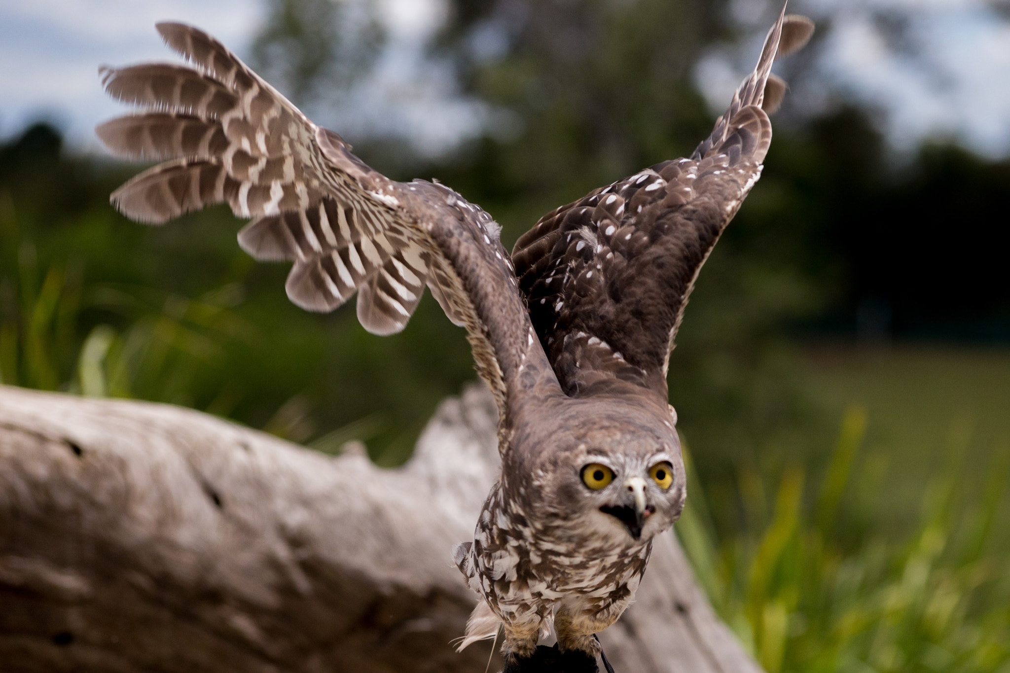 Sigma 70-300mm F4-5.6 APO DG Macro sample photo. Barking owl photography