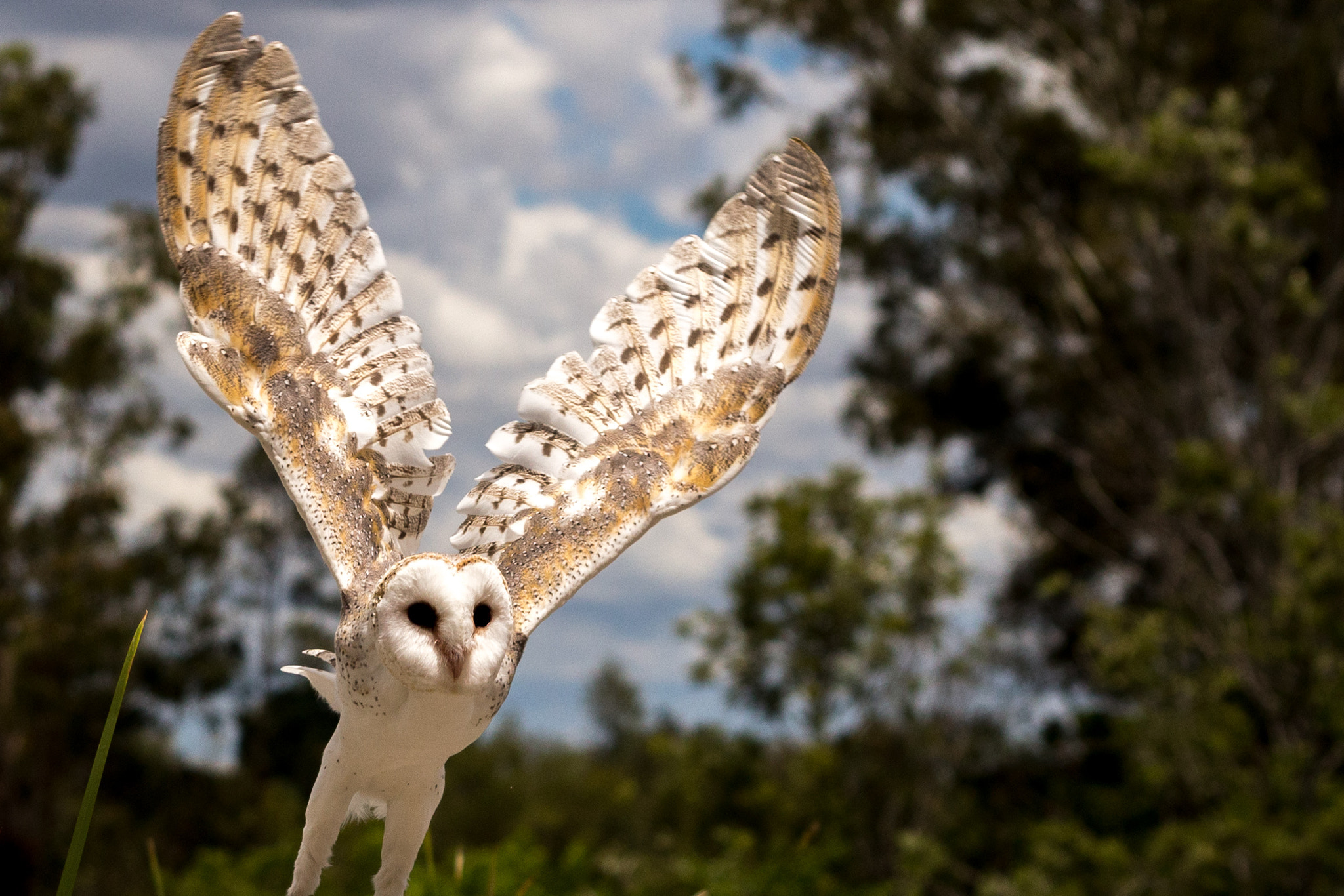 Sigma 70-300mm F4-5.6 APO DG Macro sample photo. Barn owl photography