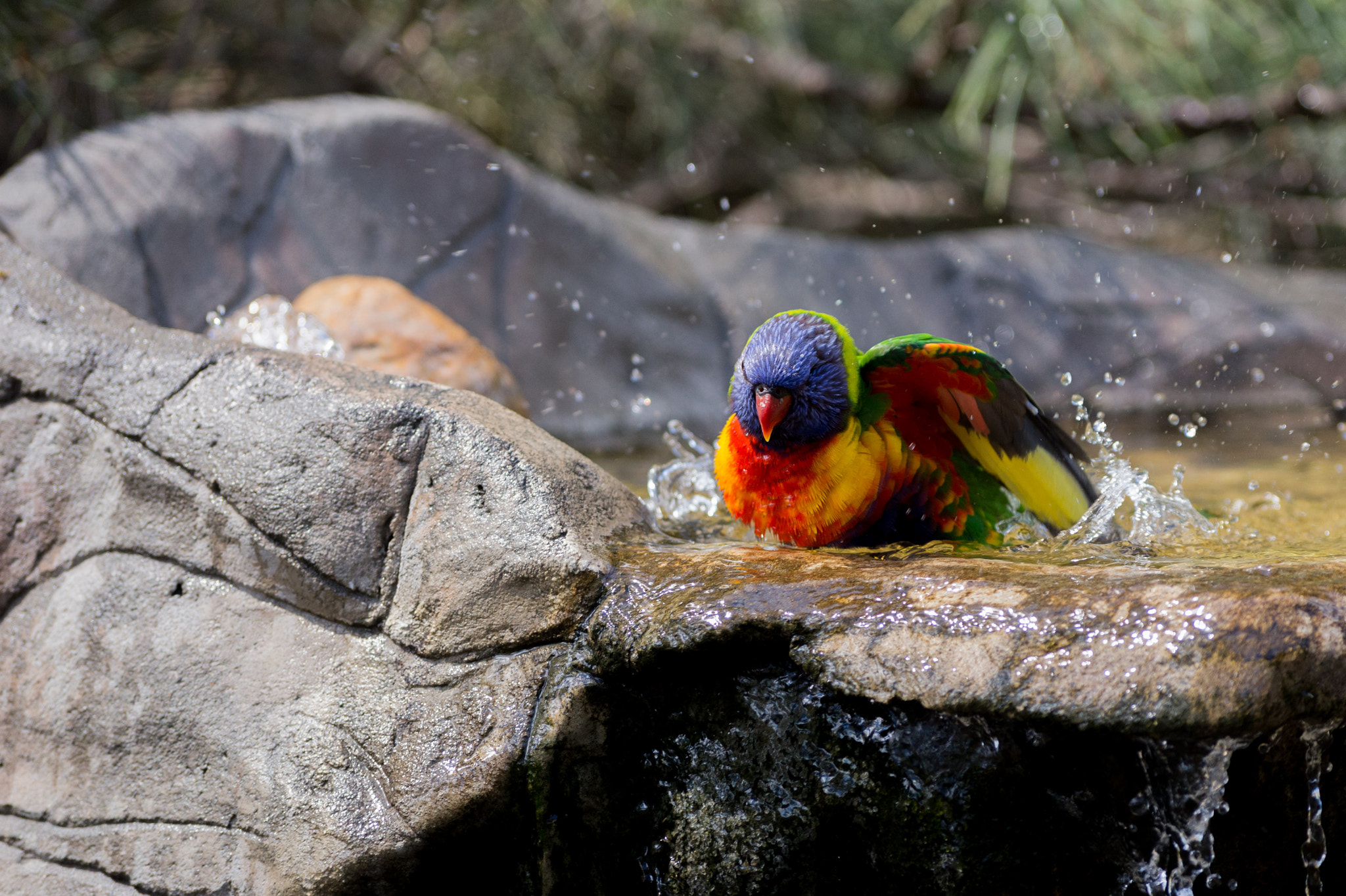 Sigma 70-300mm F4-5.6 APO DG Macro sample photo. Rainbow lorikeet photography