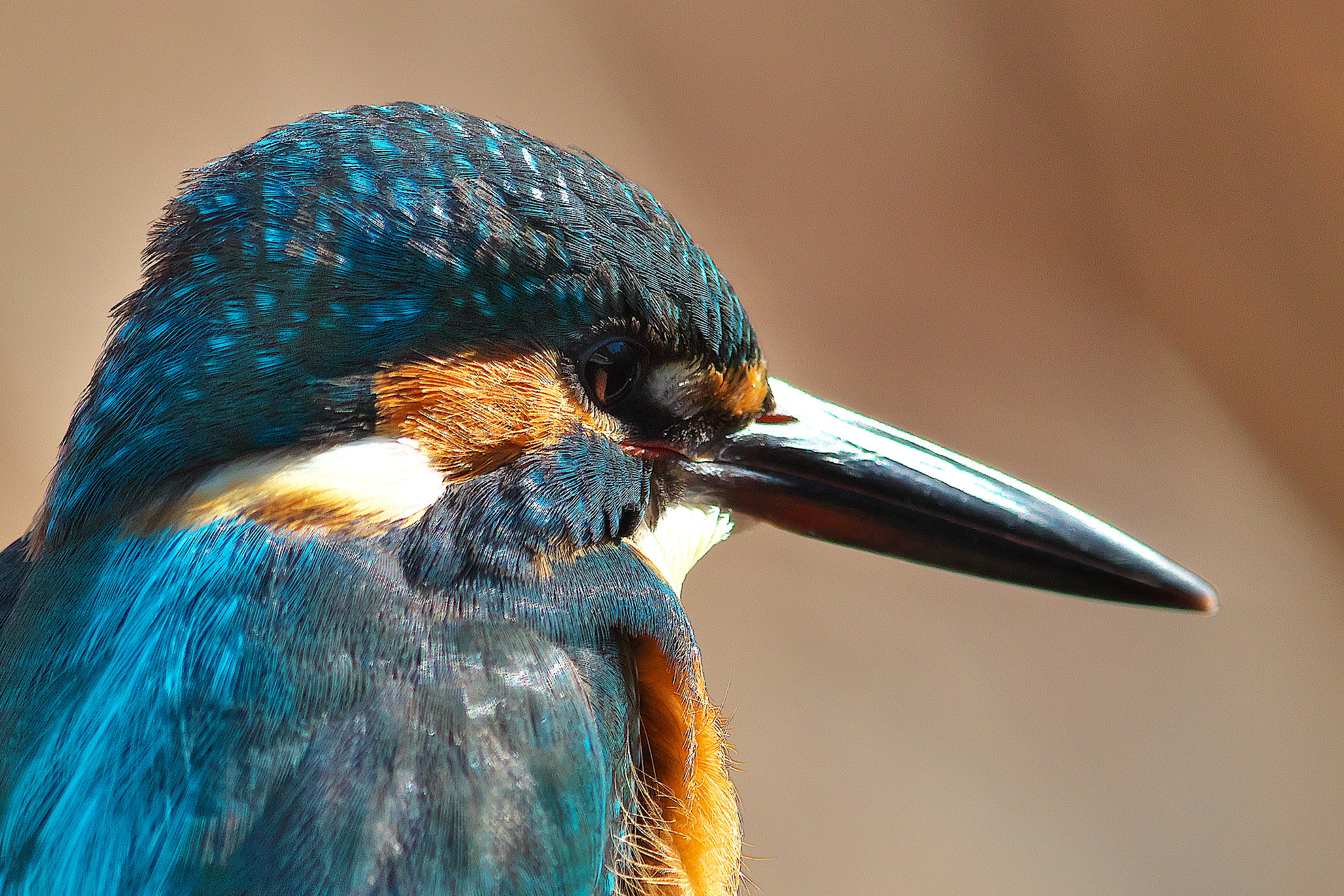 Canon EF 600mm F4L IS II USM sample photo. Kingfisher sculpture photography