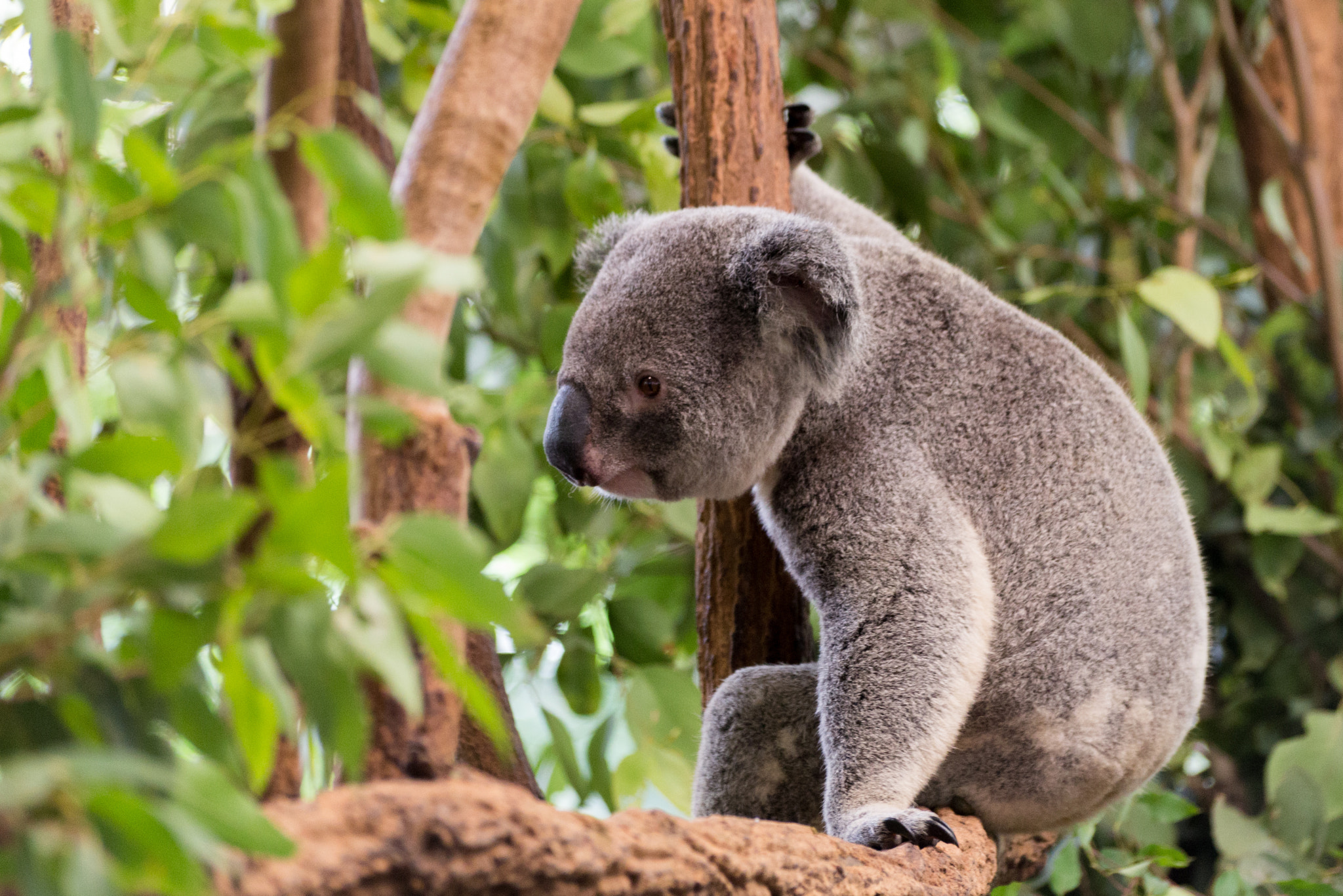 Sigma 70-300mm F4-5.6 APO DG Macro sample photo. Contemplating koala photography