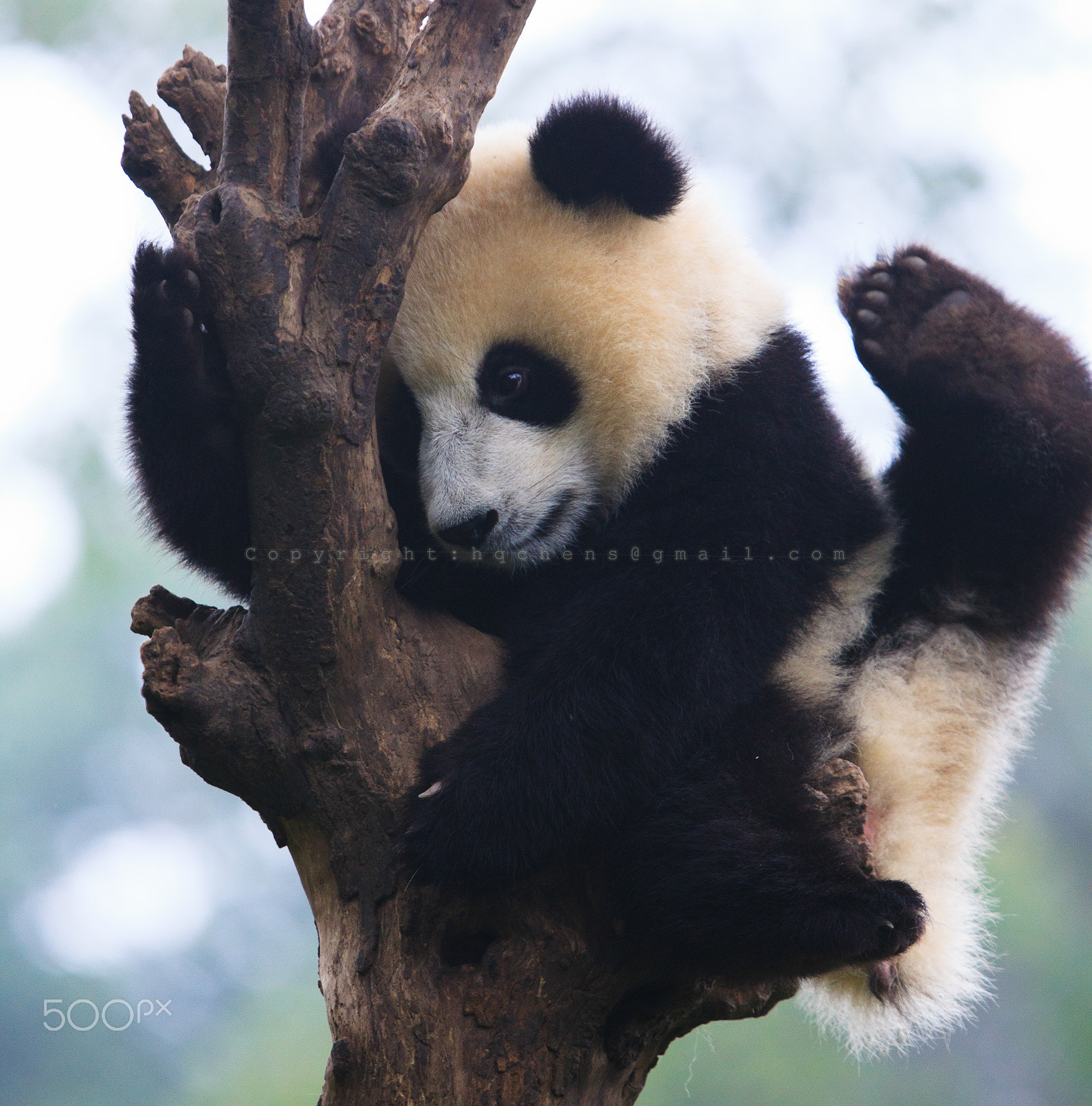 Canon EF 70-200mm F2.8L IS USM sample photo. Kung fu panda photography