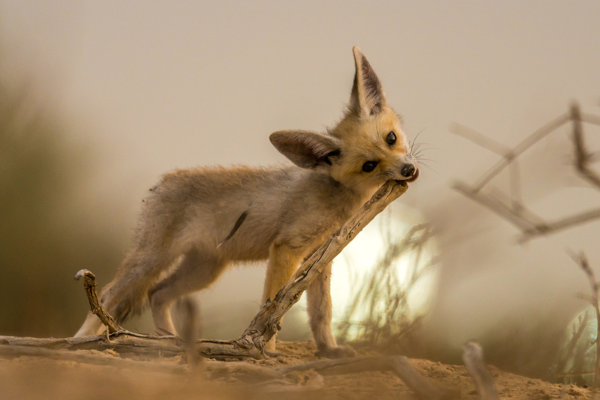 Sony 500mm F4 G SSM sample photo. Playing the flute photography