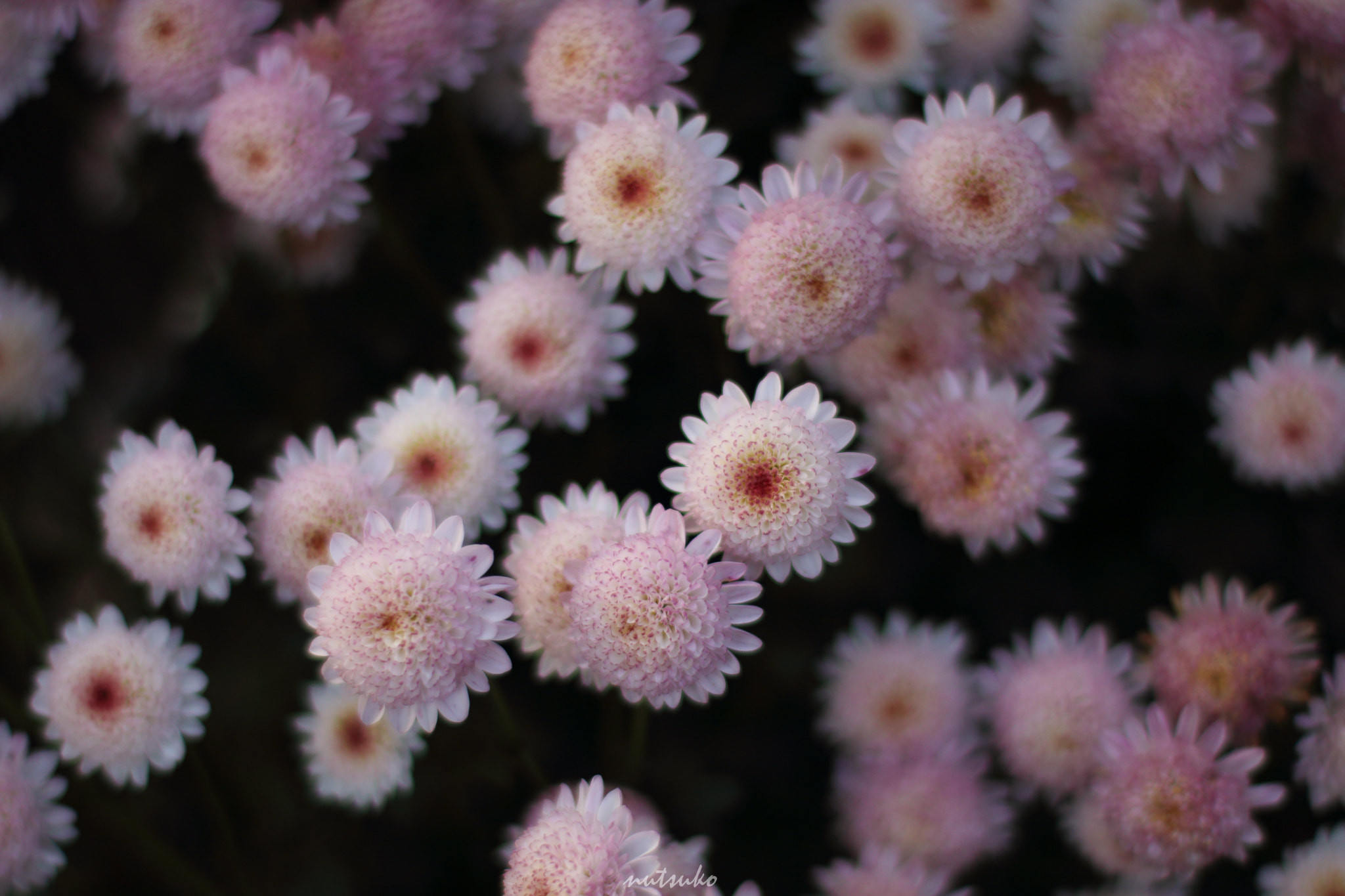 ZEISS Planar T* 50mm F1.4 sample photo. Little flowers photography