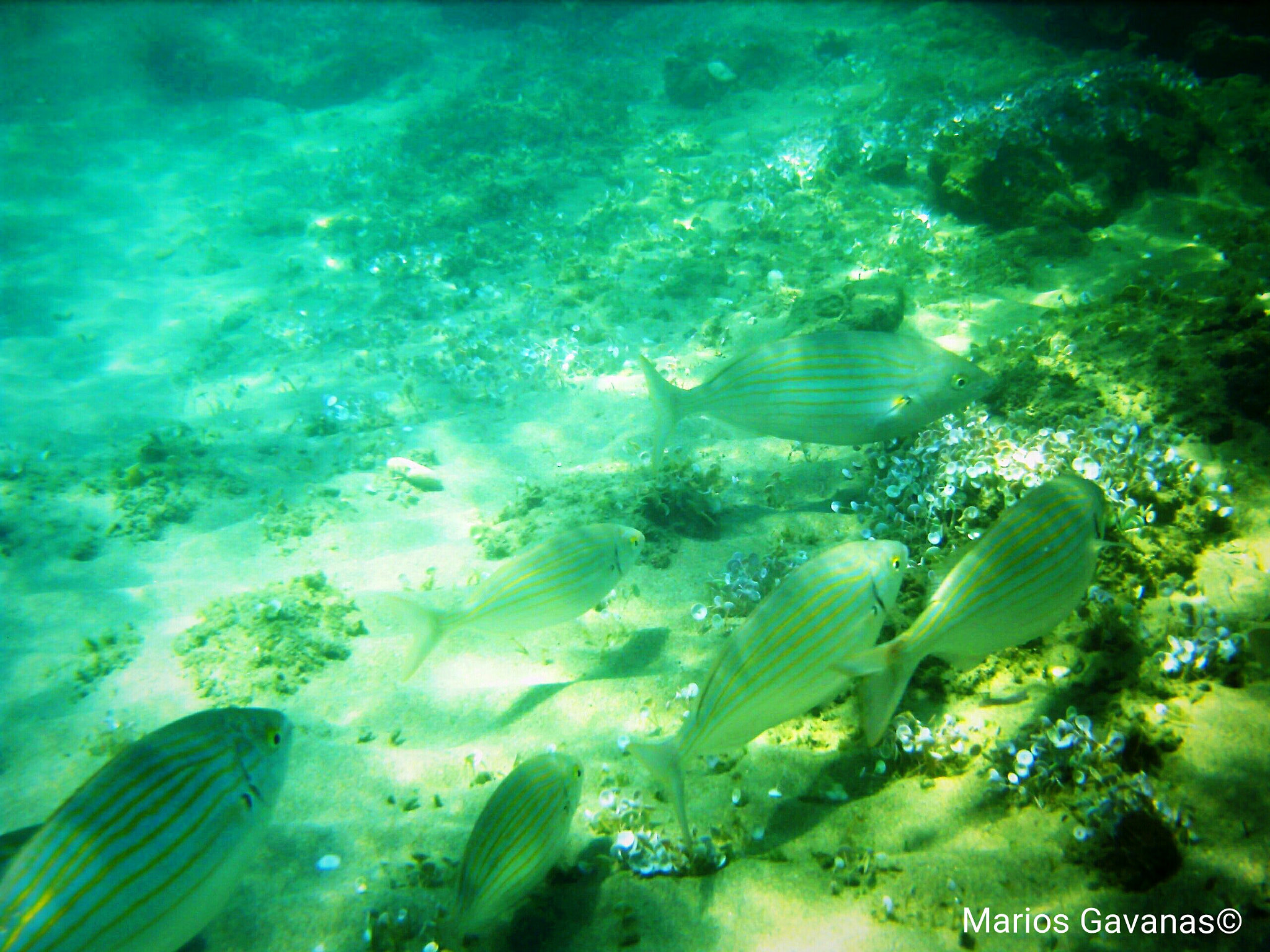Syntek USB Camera sample photo. Salpa fishes photography