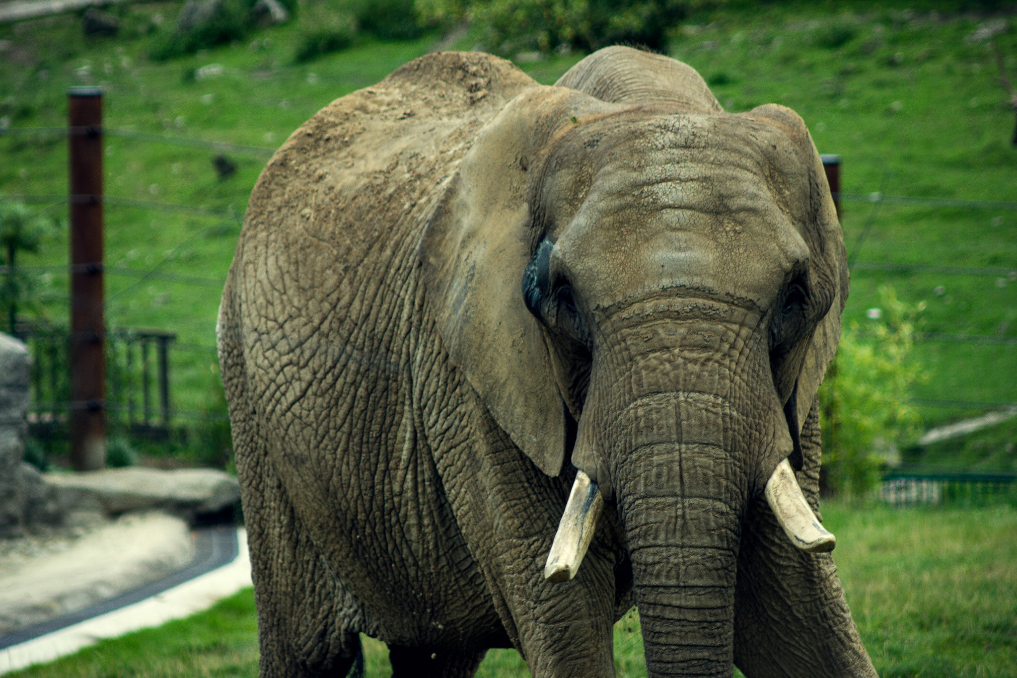 Canon EF 80-200mm F4.5-5.6 II sample photo. Elephant photography