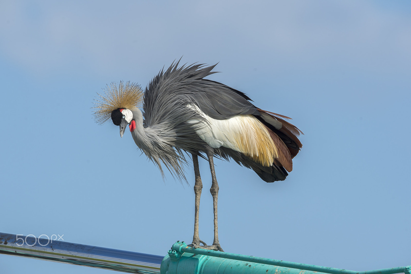 Nikon D4 sample photo. Grey crowned crane photography