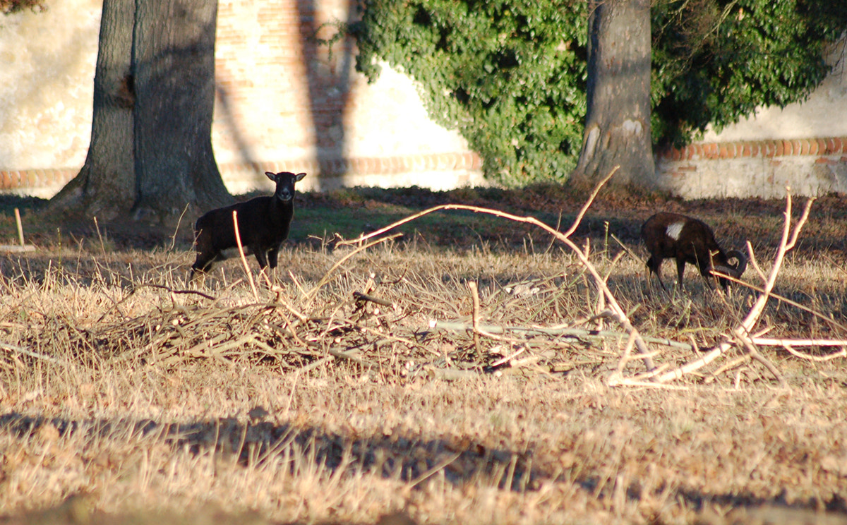 Nikon D50 sample photo. Goat photography