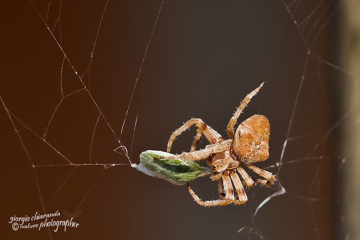 Canon EOS 60D + Canon EF 400mm F5.6L USM sample photo. La cena photography