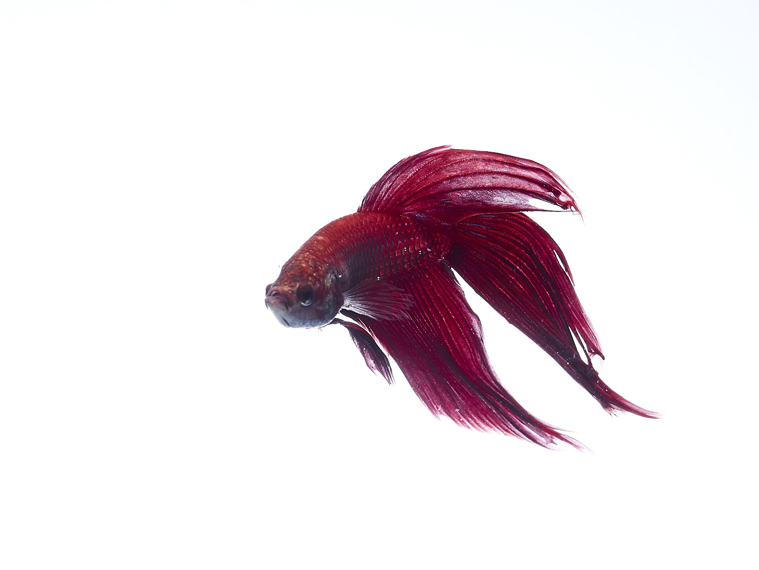 Phase One IQ180 + Schneider LS 55mm f/2.8 sample photo. Betta splender photography
