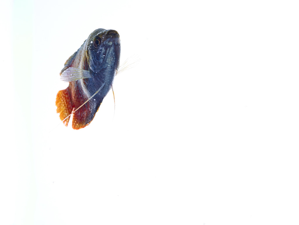 Phase One IQ180 + Schneider LS 55mm f/2.8 sample photo. Zwergfadenfisch photography