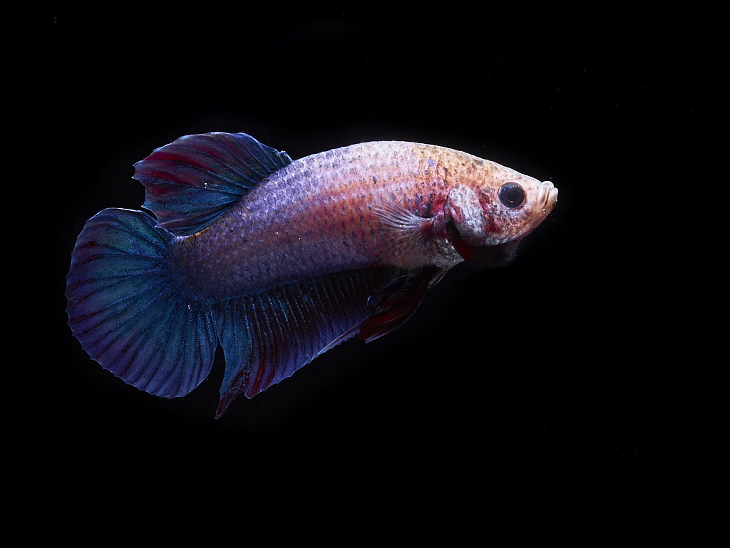 Phase One IQ180 + Schneider LS 55mm f/2.8 sample photo. Betta splender plakat photography