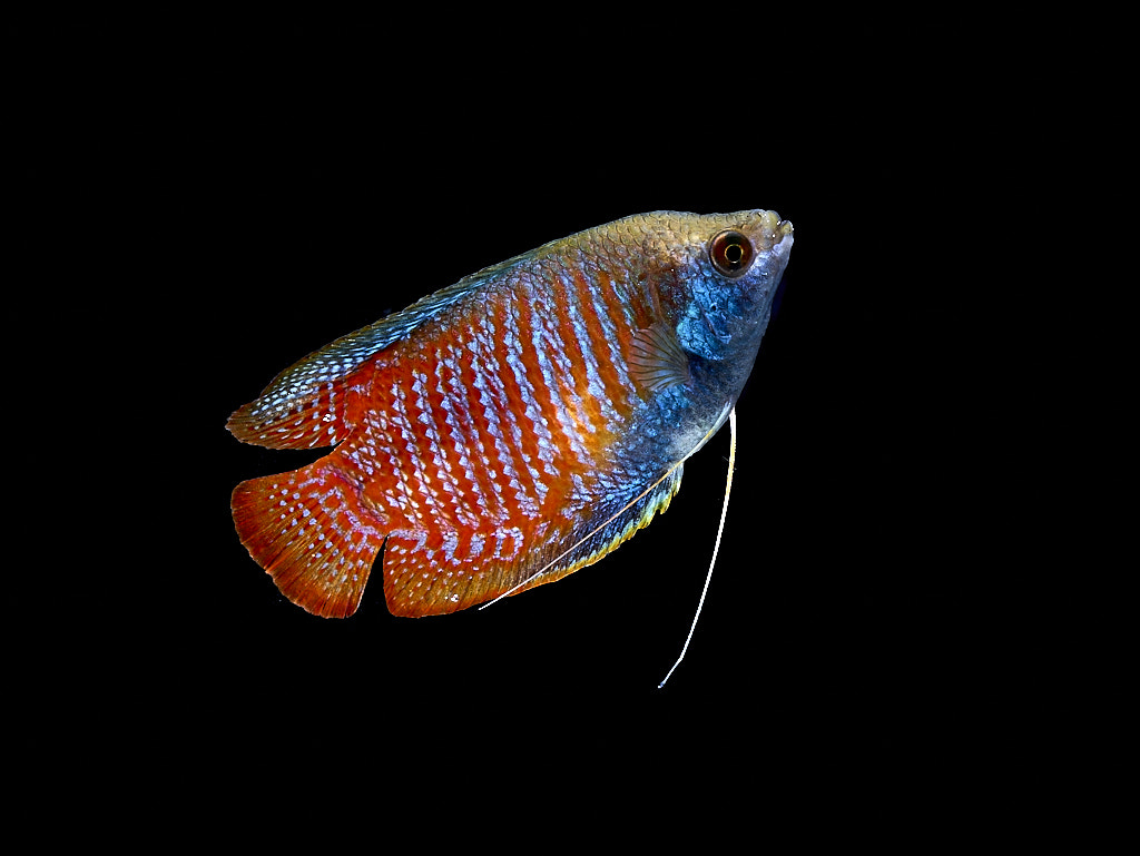 Phase One IQ180 + Schneider LS 55mm f/2.8 sample photo. Zwergfadenfisch photography