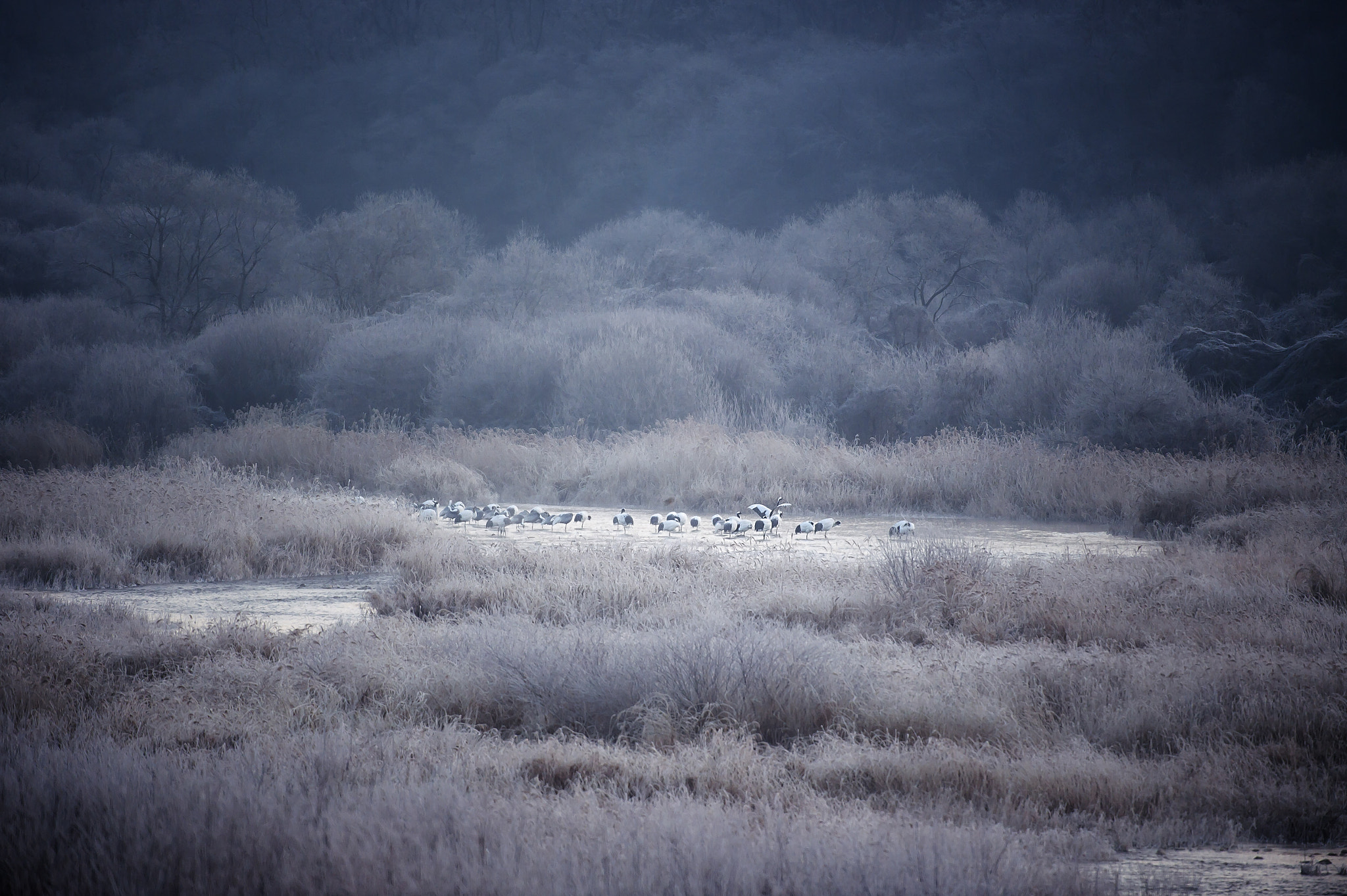 Nikon D4S sample photo. White crane  rest area ~~~ photography