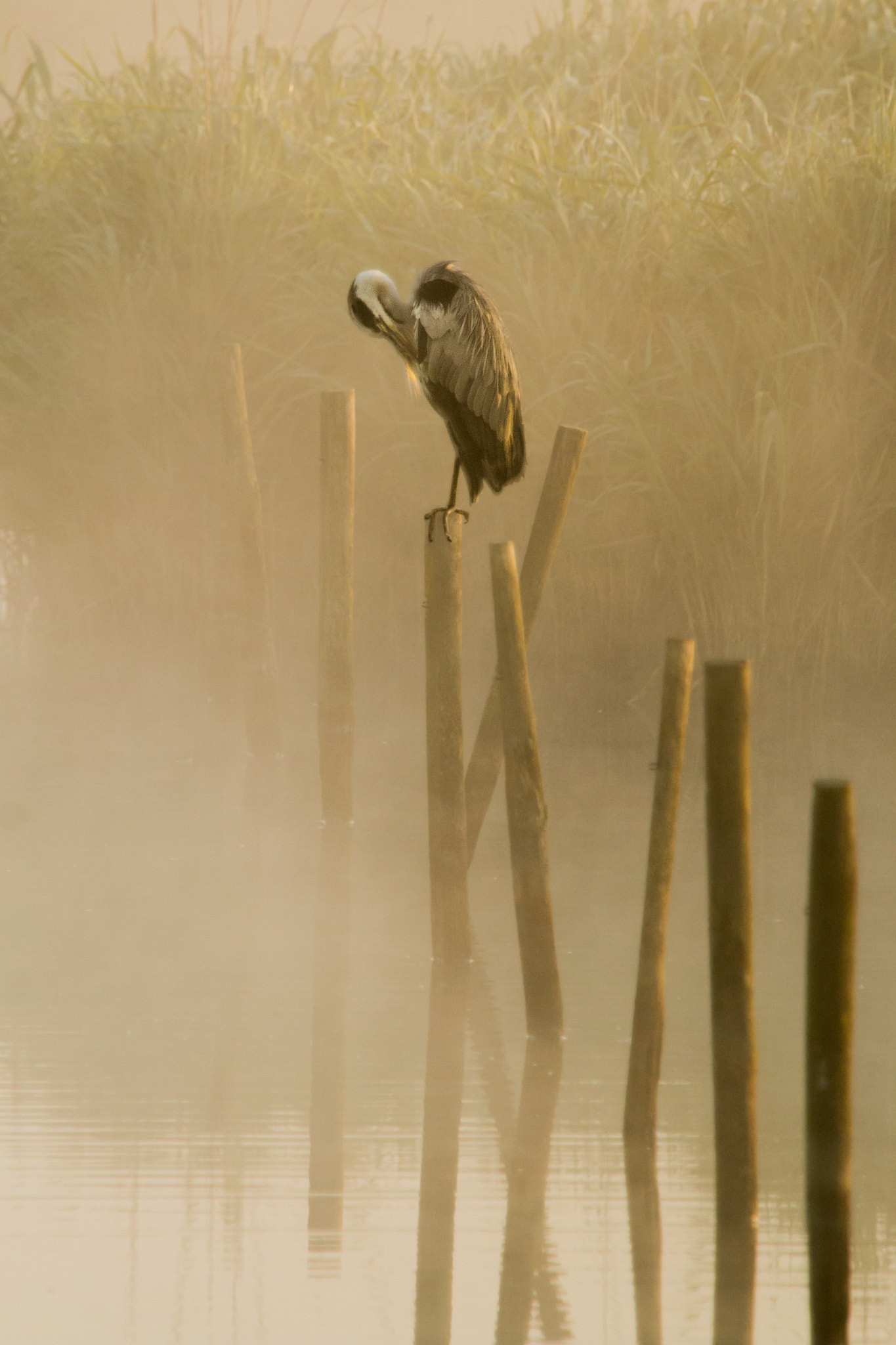 Canon EOS 70D + Canon EF 100-400mm F4.5-5.6L IS USM sample photo. Grey herron at sunrise photography