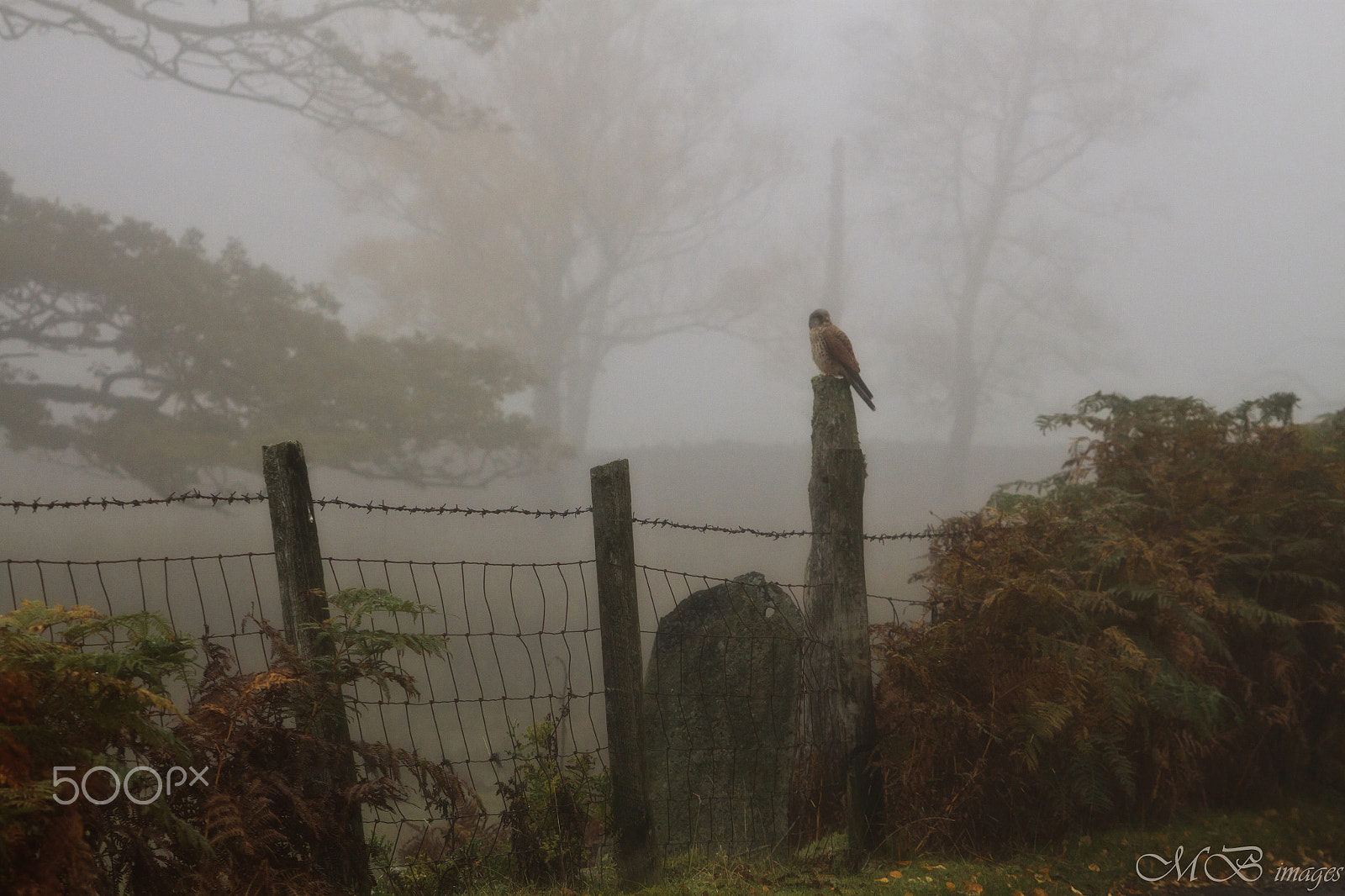Canon EF 55-200mm F4.5-5.6 II USM sample photo. The kestrel photography