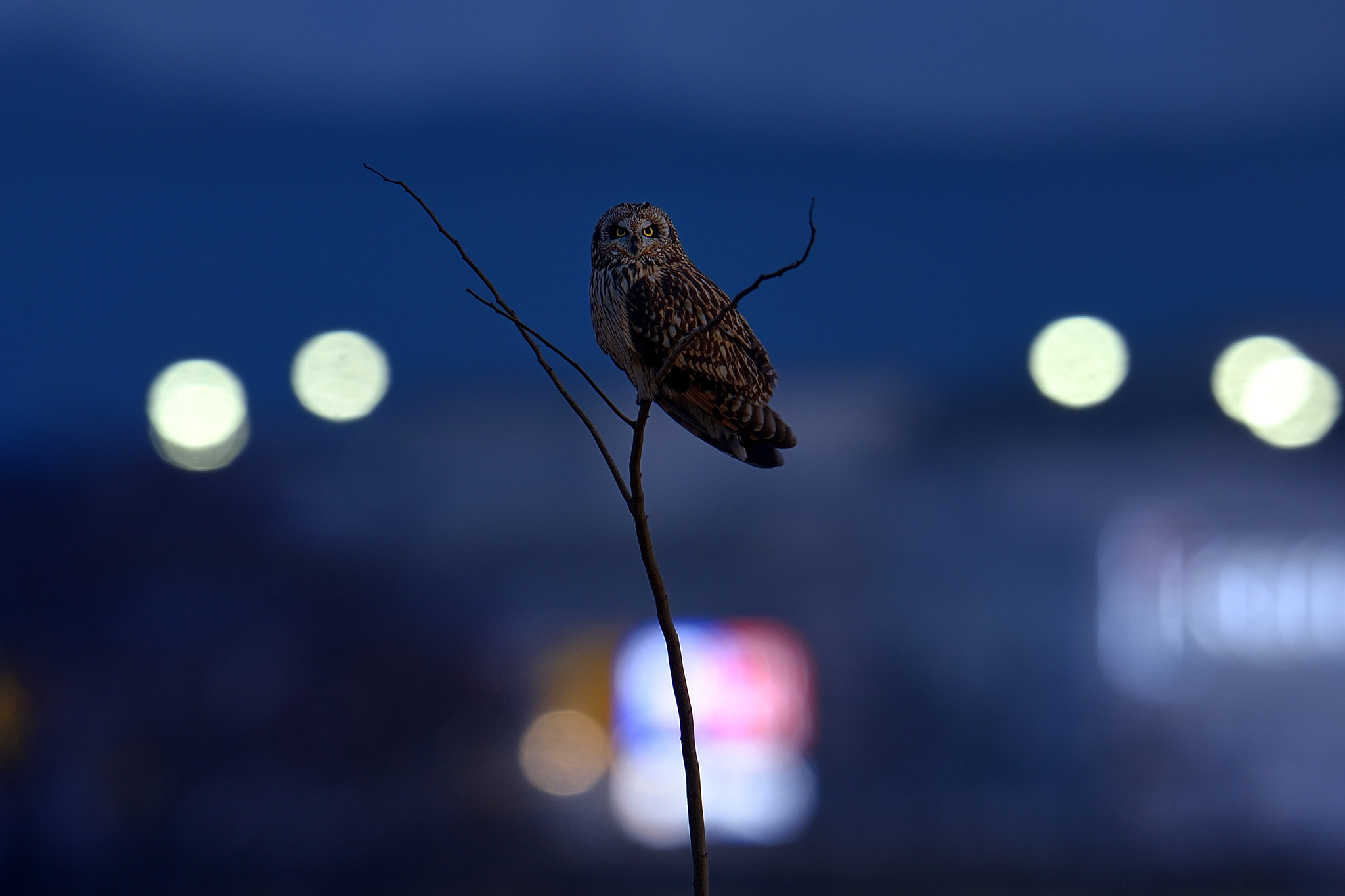 Nikon D800 + Nikon AF-S Nikkor 600mm F4G ED VR sample photo. Night scape！ photography