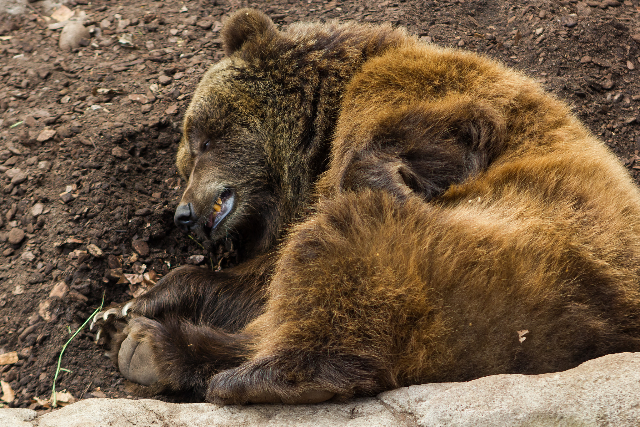 Canon EF 100mm F2.0 USM sample photo. Goodnight my bear photography