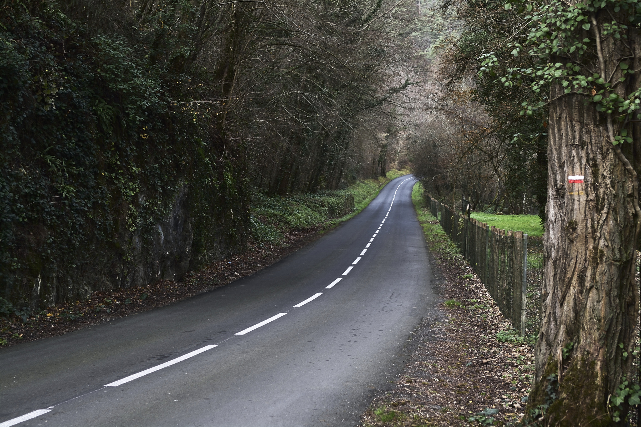 Nikon D7100 + AF Zoom-Nikkor 35-70mm f/2.8D sample photo. Le chemin et la forêt photography