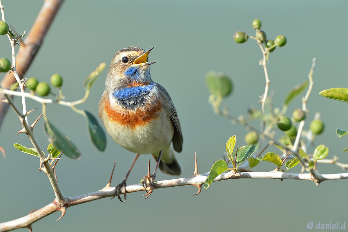 Nikon AF-S Nikkor 500mm F4D ED-IF II sample photo. Bluethroat photography