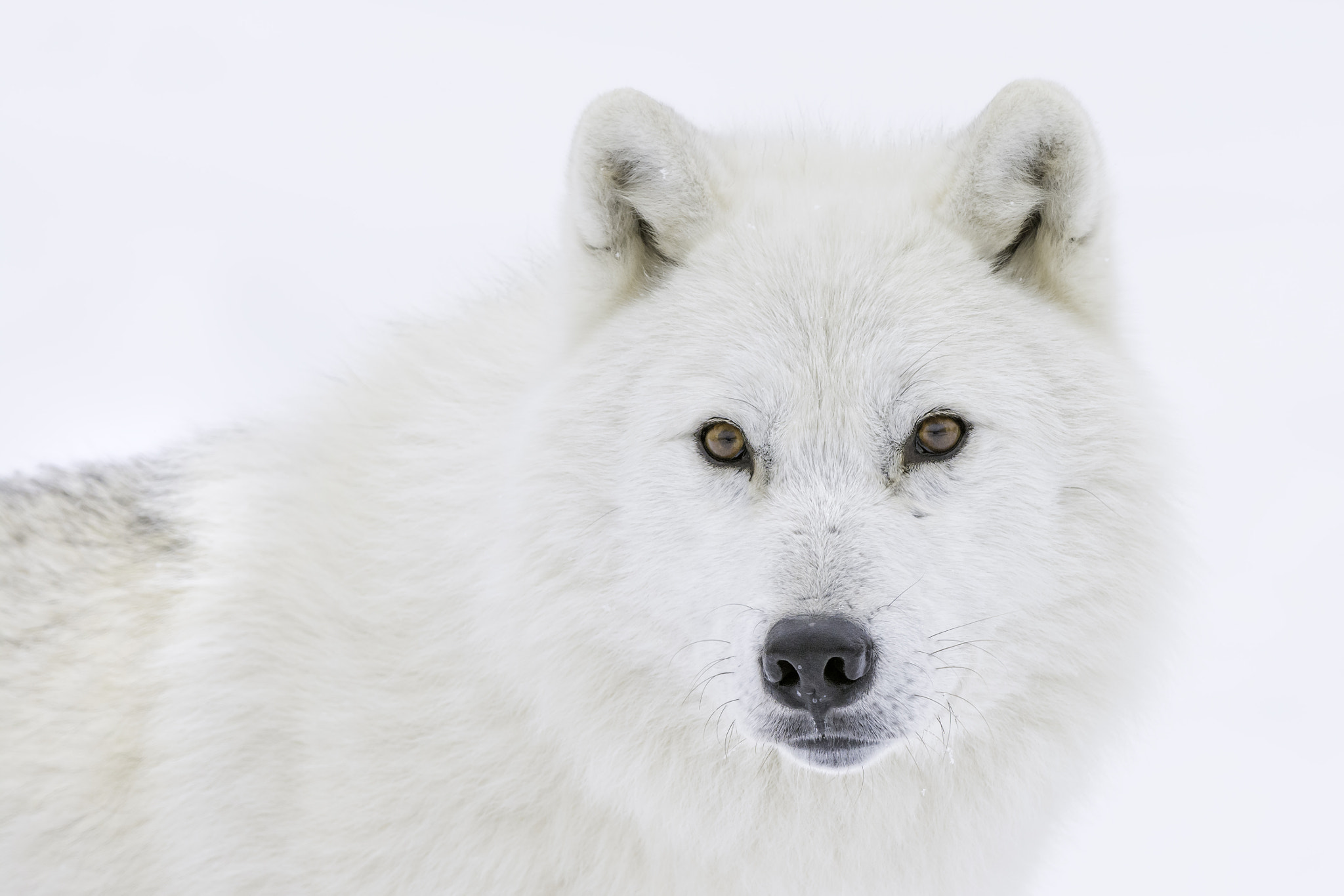 Nikon AF-S Nikkor 200-400mm F4G ED-IF VR sample photo. Cool customer... photography
