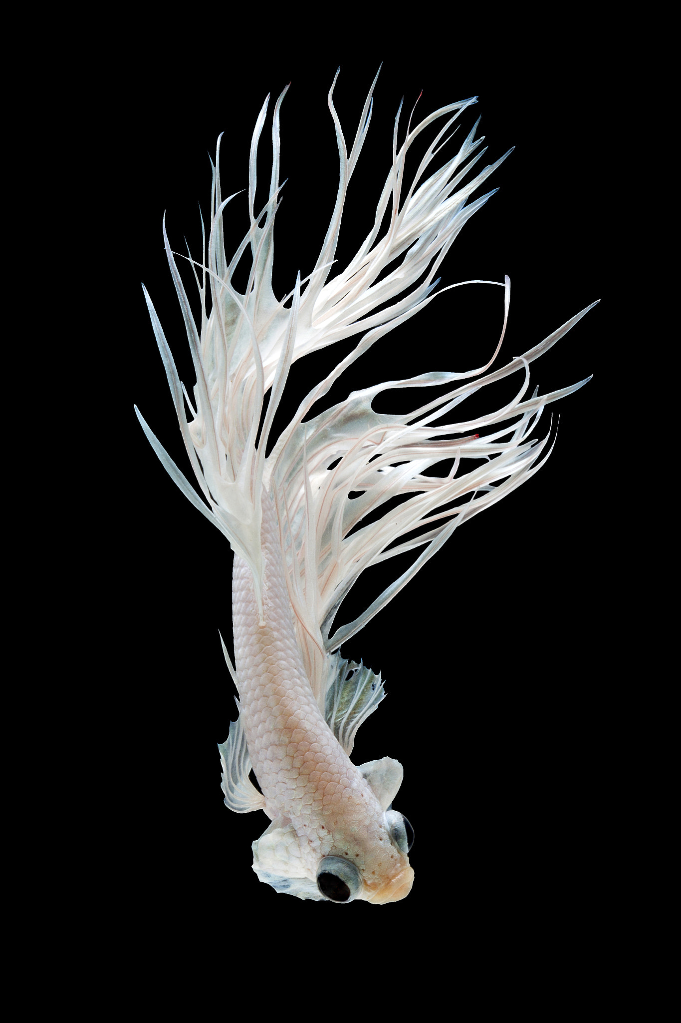 Canon EOS 700D (EOS Rebel T5i / EOS Kiss X7i) + Canon EF 100mm F2.8 Macro USM sample photo. Crown tail siamese fighting fish isolated on black background. photography