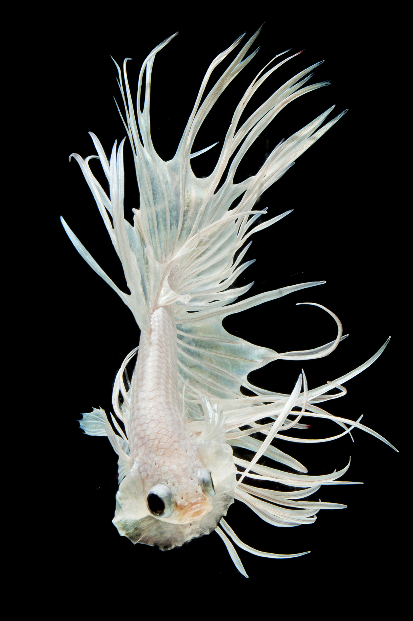 Canon EOS 700D (EOS Rebel T5i / EOS Kiss X7i) + Canon EF 100mm F2.8 Macro USM sample photo. Crown tail siamese fighting fish isolated on black background. photography