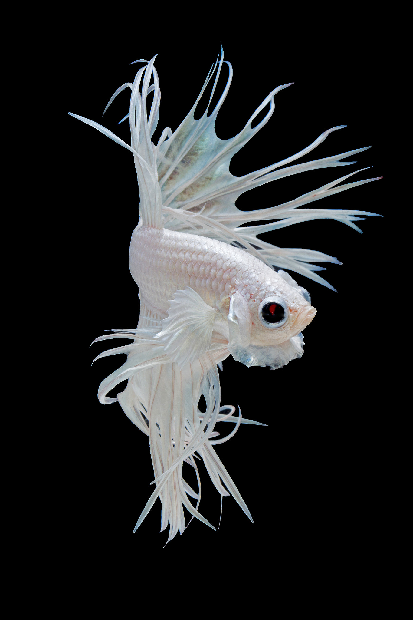 Canon EOS 700D (EOS Rebel T5i / EOS Kiss X7i) + Canon EF 100mm F2.8 Macro USM sample photo. Crown tail siamese fighting fish isolated on black background. photography