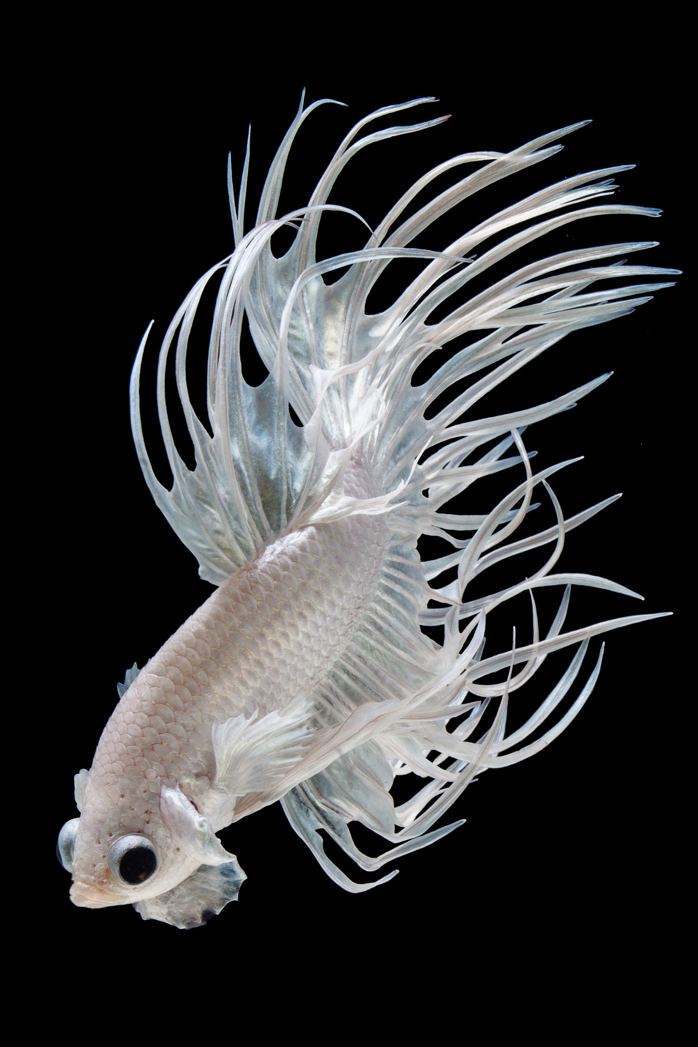 Canon EOS 700D (EOS Rebel T5i / EOS Kiss X7i) + Canon EF 100mm F2.8 Macro USM sample photo. Crown tail siamese fighting fish isolated on black background. photography