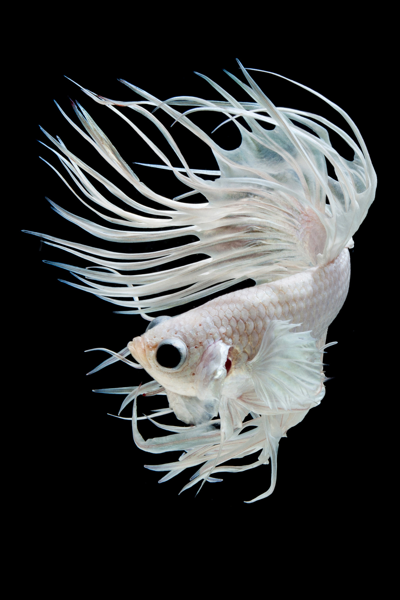 Canon EOS 700D (EOS Rebel T5i / EOS Kiss X7i) + Canon EF 100mm F2.8 Macro USM sample photo. Crown tail siamese fighting fish isolated on black background. photography