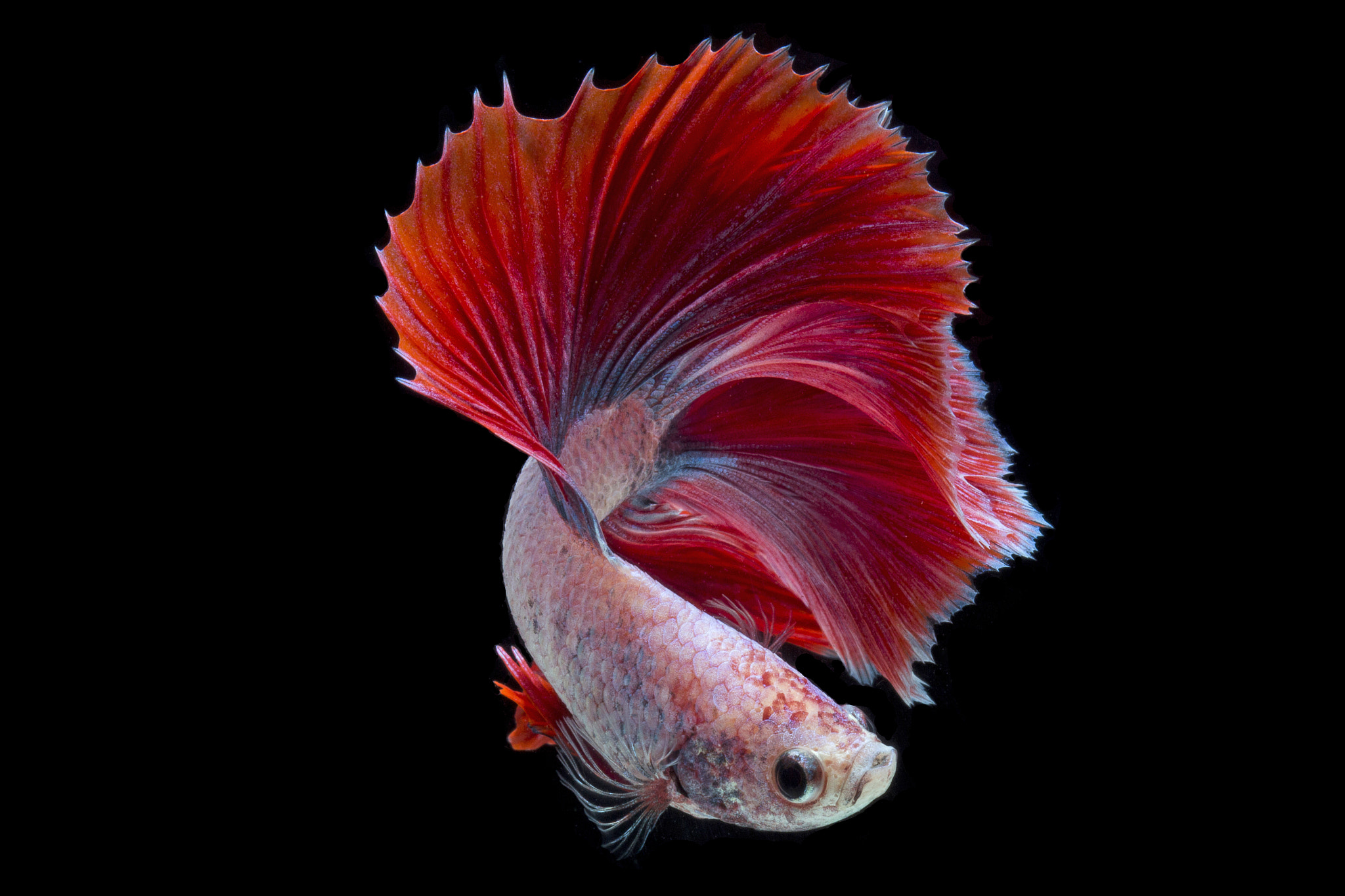 Canon EOS 700D (EOS Rebel T5i / EOS Kiss X7i) + Canon EF 100mm F2.8 Macro USM sample photo. Double tail siamese fighting fish isolated on black background. photography