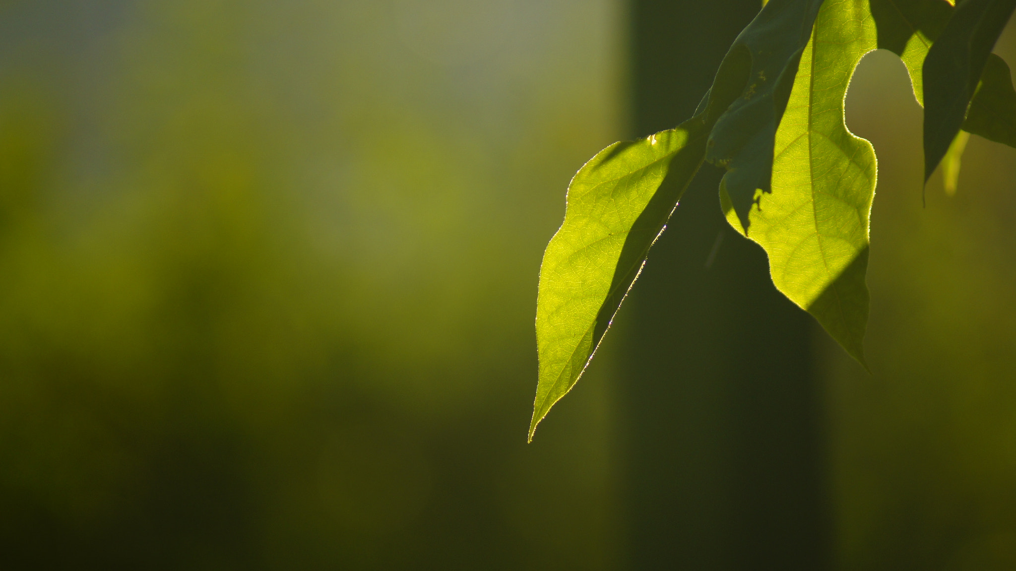 Sony 75-300mm F4.5-5.6 sample photo. Verde 01 photography