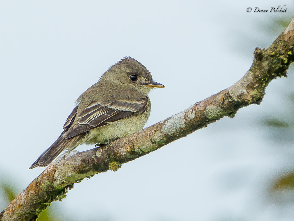 Canon EOS 60D + Canon EF 300mm F2.8L IS II USM sample photo. Tropical pewee photography