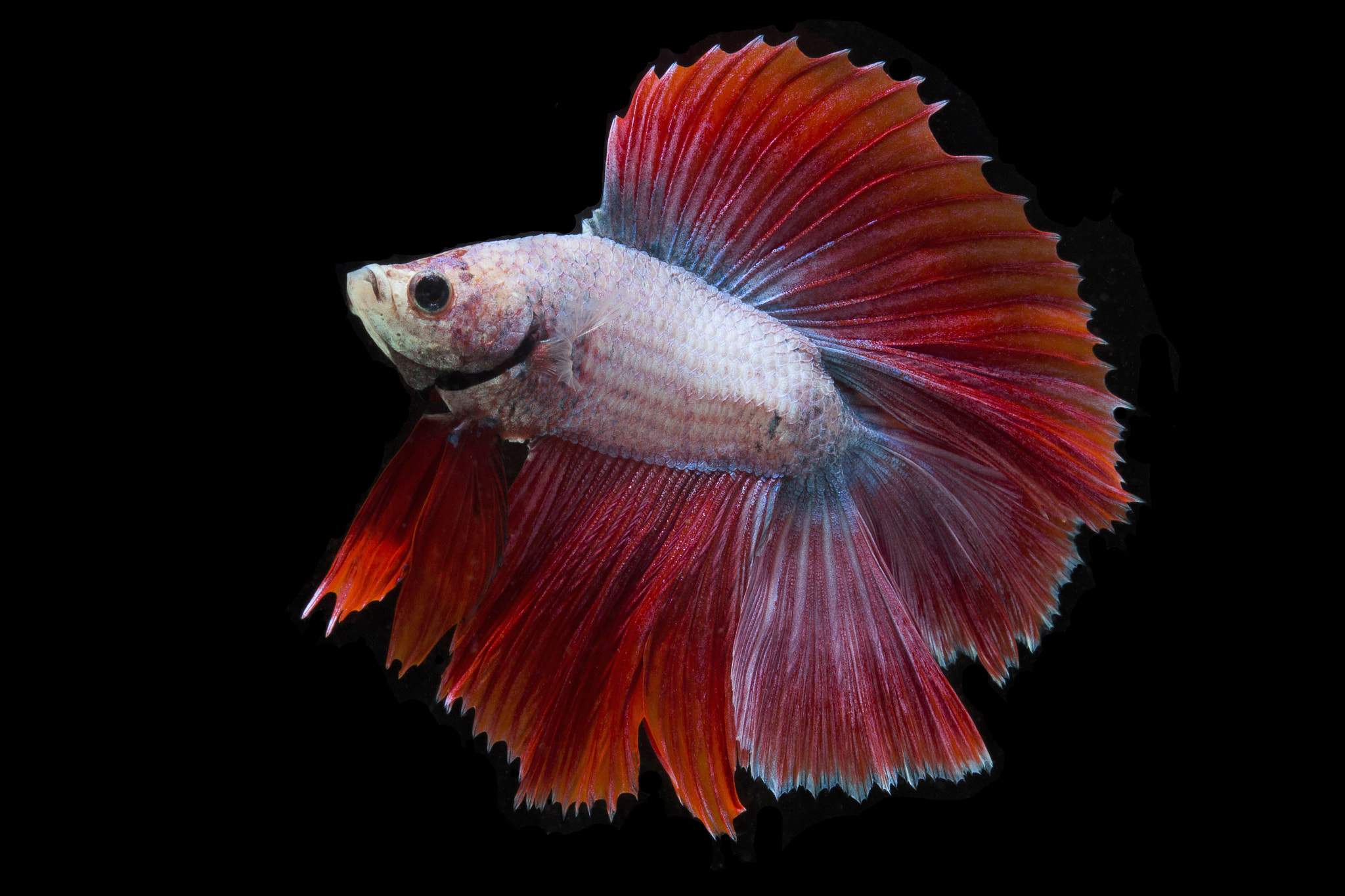 Canon EOS 700D (EOS Rebel T5i / EOS Kiss X7i) + Canon EF 100mm F2.8 Macro USM sample photo. Double tail siamese fighting fish isolated on black background. photography
