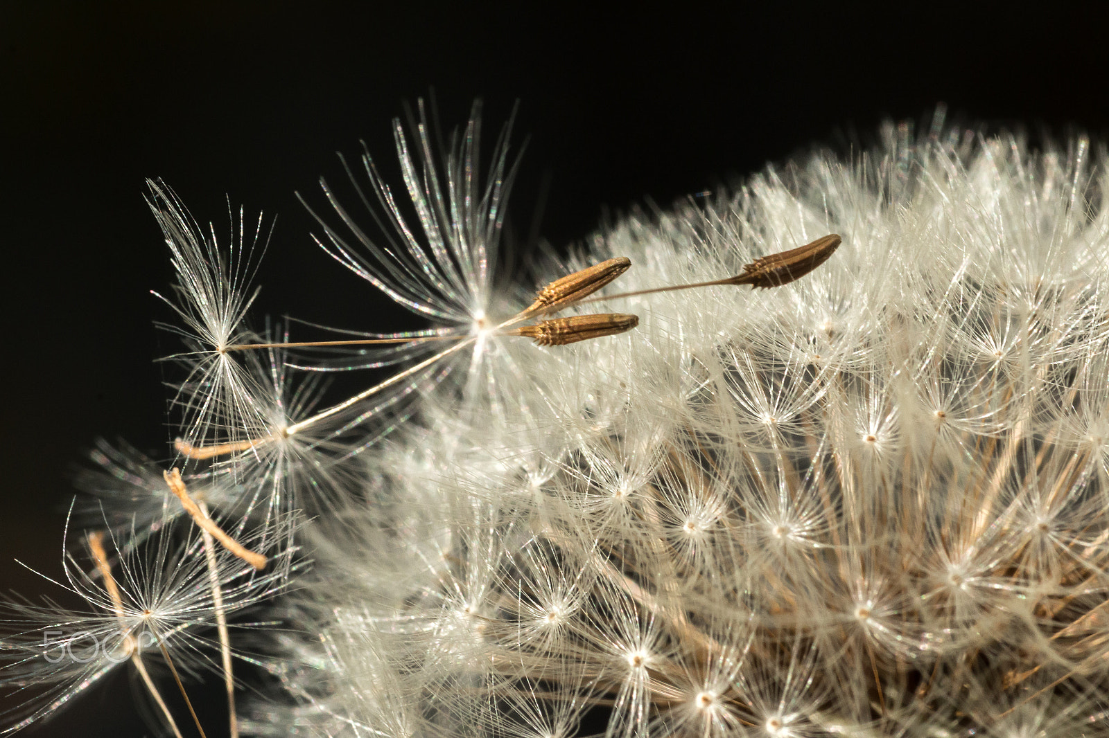 Canon EF 100mm F2.8 Macro USM sample photo. Dandelion.jpg photography