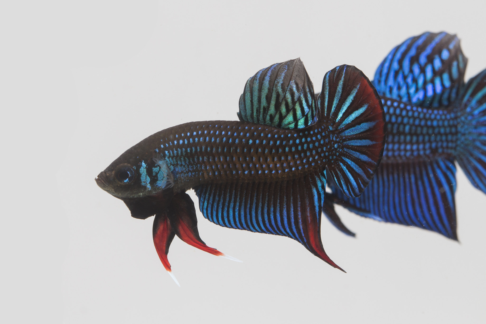 Canon EOS 700D (EOS Rebel T5i / EOS Kiss X7i) + Canon EF 100mm F2.8 Macro USM sample photo. Betta imbellis photography