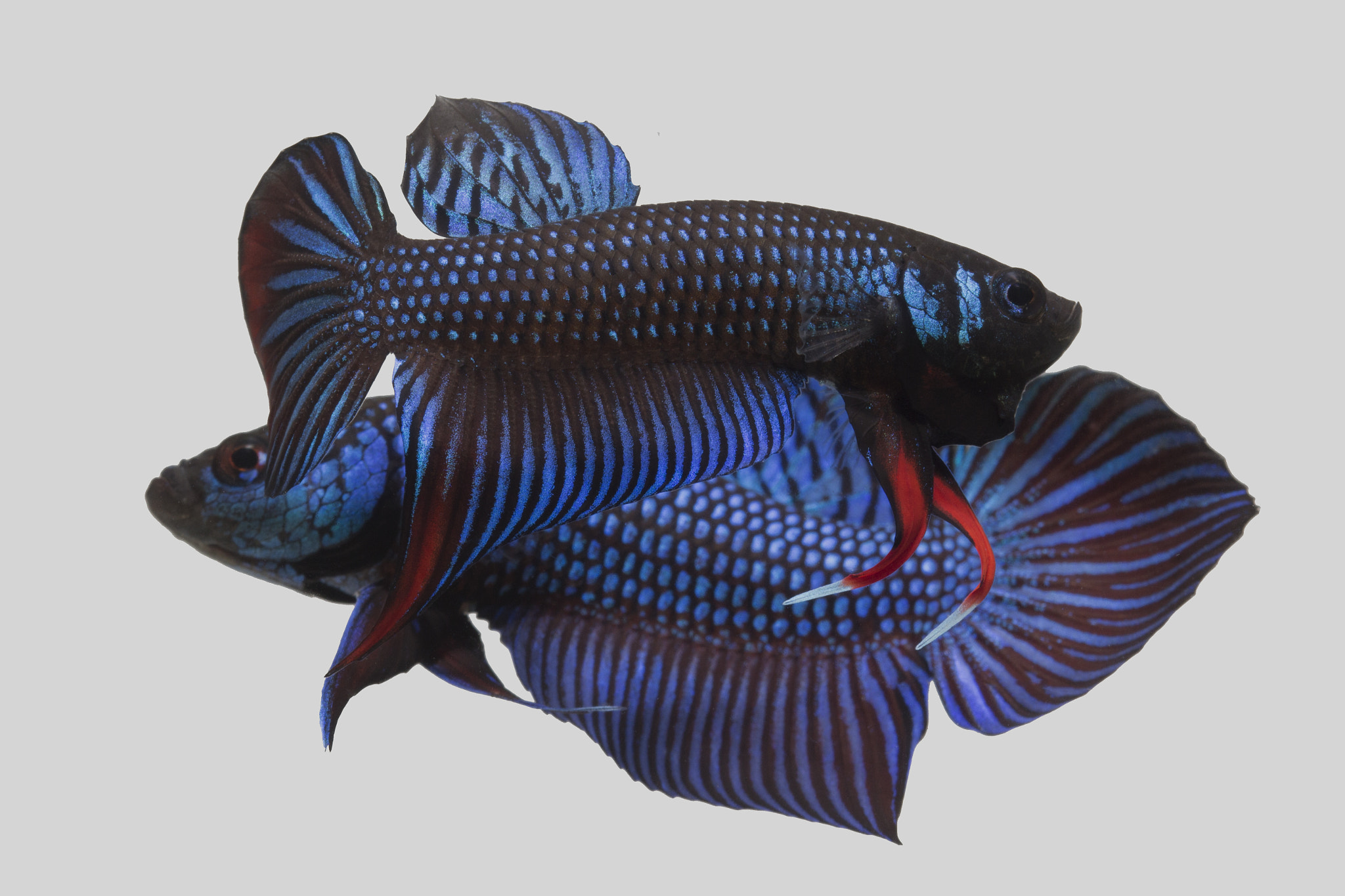Canon EOS 700D (EOS Rebel T5i / EOS Kiss X7i) + Canon EF 100mm F2.8 Macro USM sample photo. Betta imbellis photography