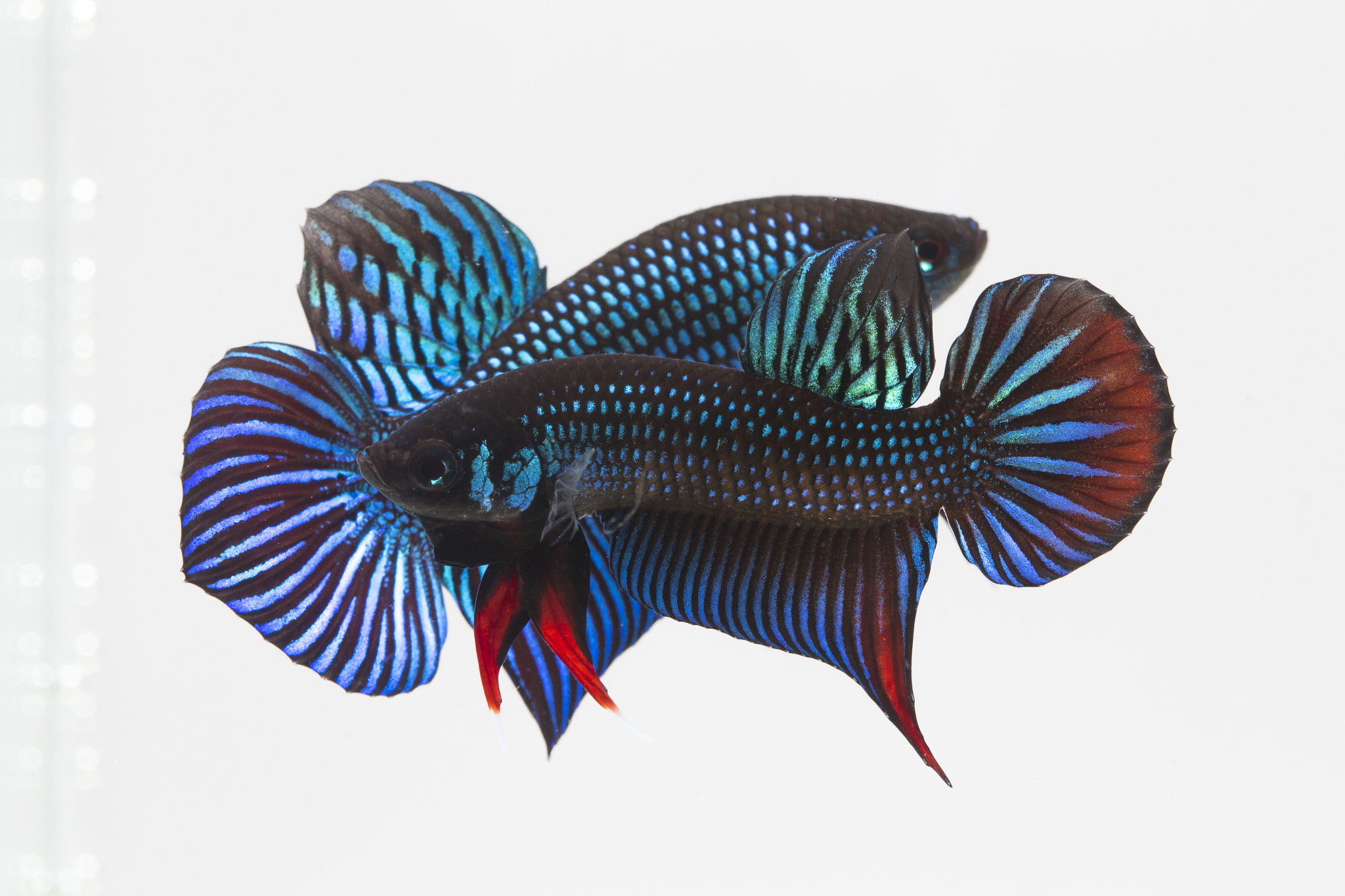 Canon EOS 700D (EOS Rebel T5i / EOS Kiss X7i) + Canon EF 100mm F2.8 Macro USM sample photo. Betta imbellis photography