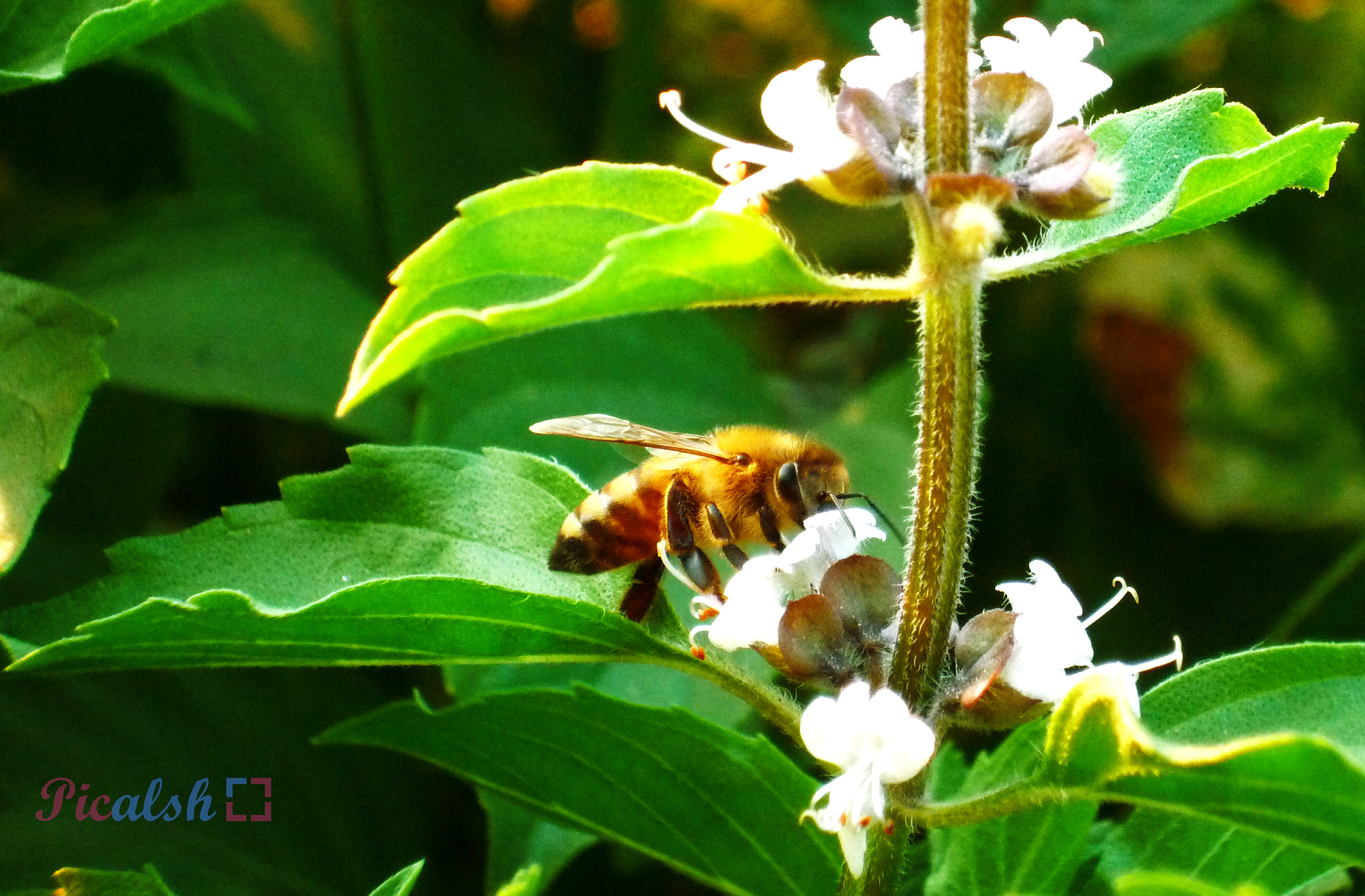 Panasonic DMC-FS20 sample photo. Bee photography